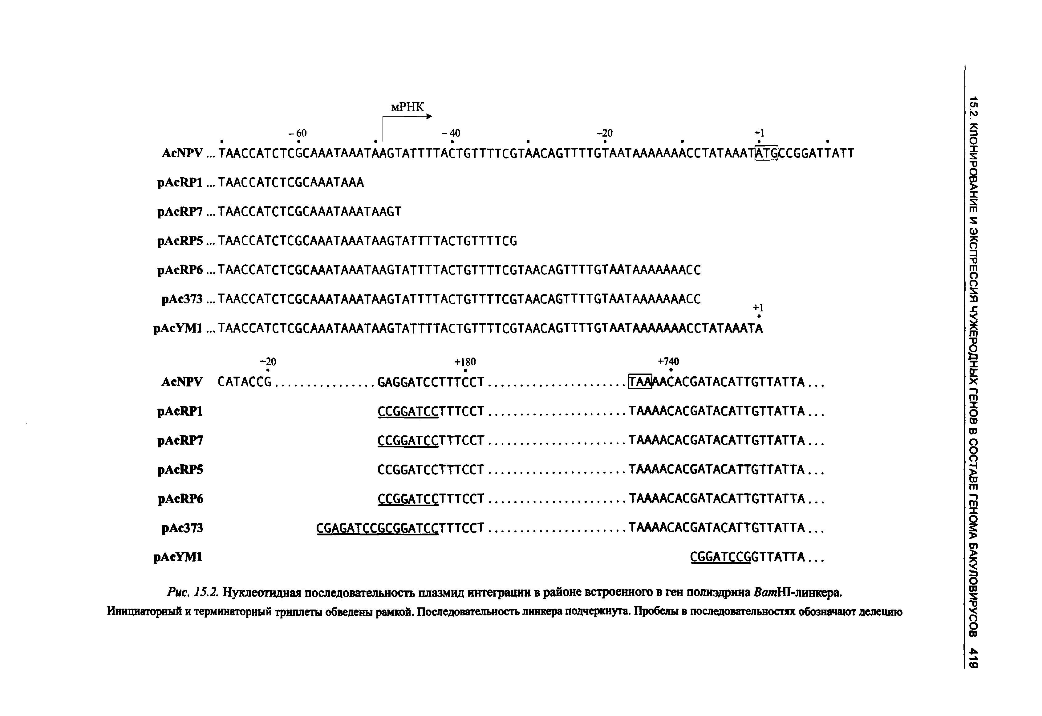 Рис. 15.2. Нуклеотидная последовательность плазмид интеграции в районе встроенного в ген полиэдрина 5атН1-линкера. Инициаторный и терминаторный триплеты обведены рамкой. Последовательность линкера подчеркнута. Пробелы в последовательностях обозначают делению...