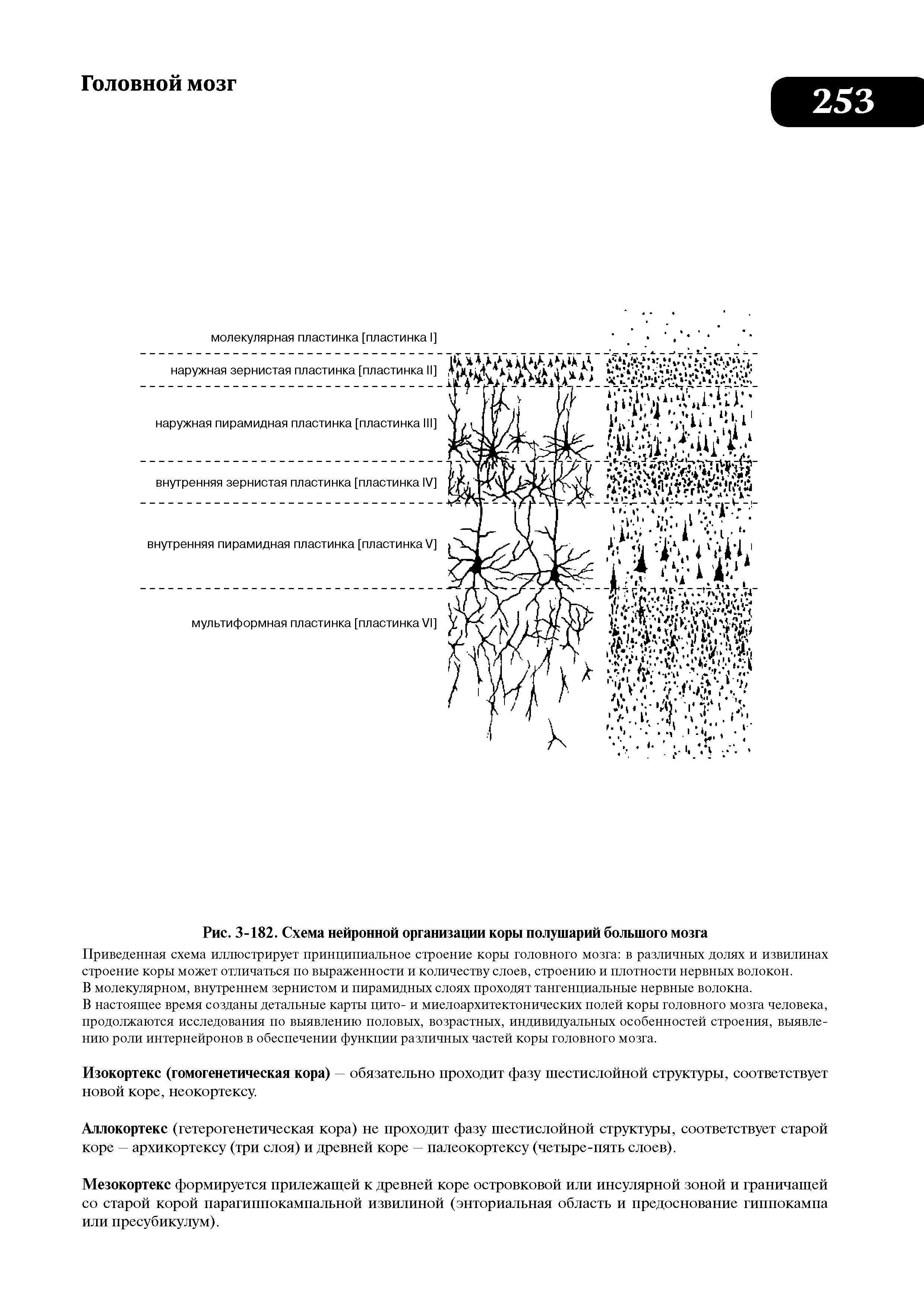 Рис. 3-182. Схема нейронной организации коры полушарий большого мозга...
