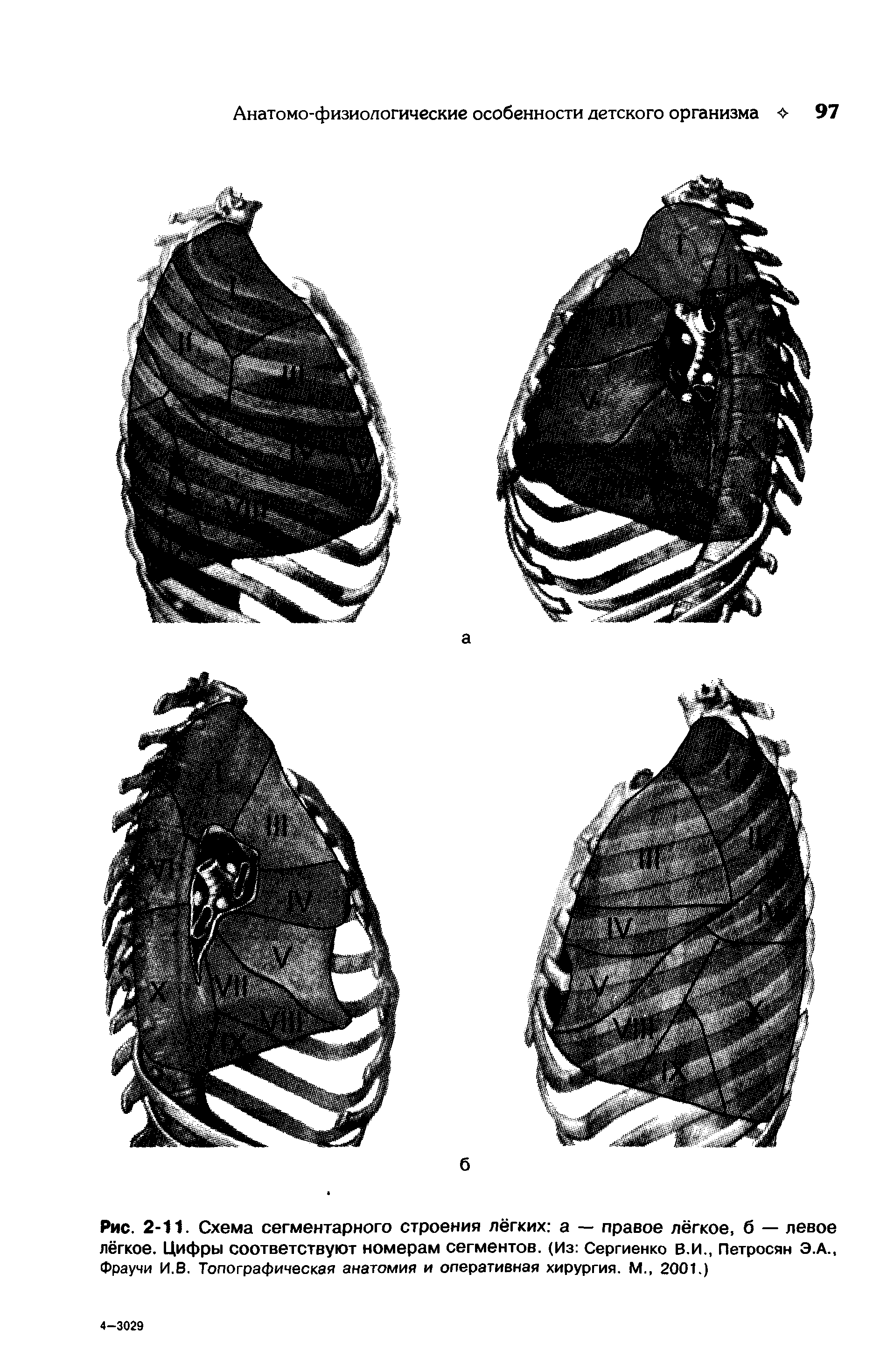 Рис. 2-11. Схема сегментарного строения лёгких а — правое лёгкое, б — левое лёгкое. Цифры соответствуют номерам сегментов. (Из Сергиенко В.И., Петросян Э.А., Фраучи И.В. Топографическая анатомия и оперативная хирургия. М., 2001.)...