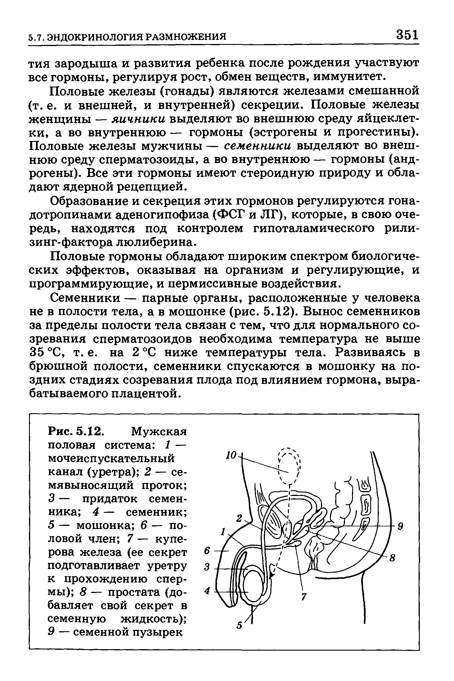 Рис. 5.12. Мужская половая система 1 — мочеиспускательный канал (уретра) 2 — семявыносящий проток 3 — придаток семенника 4 — семенник 5 — мошонка 6 — половой член 7 — куперова железа (ее секрет подготавливает уретру к прохождению спермы) 8 — простата (добавляет свой секрет в семенную жидкость) 9 — семенной пузырек...