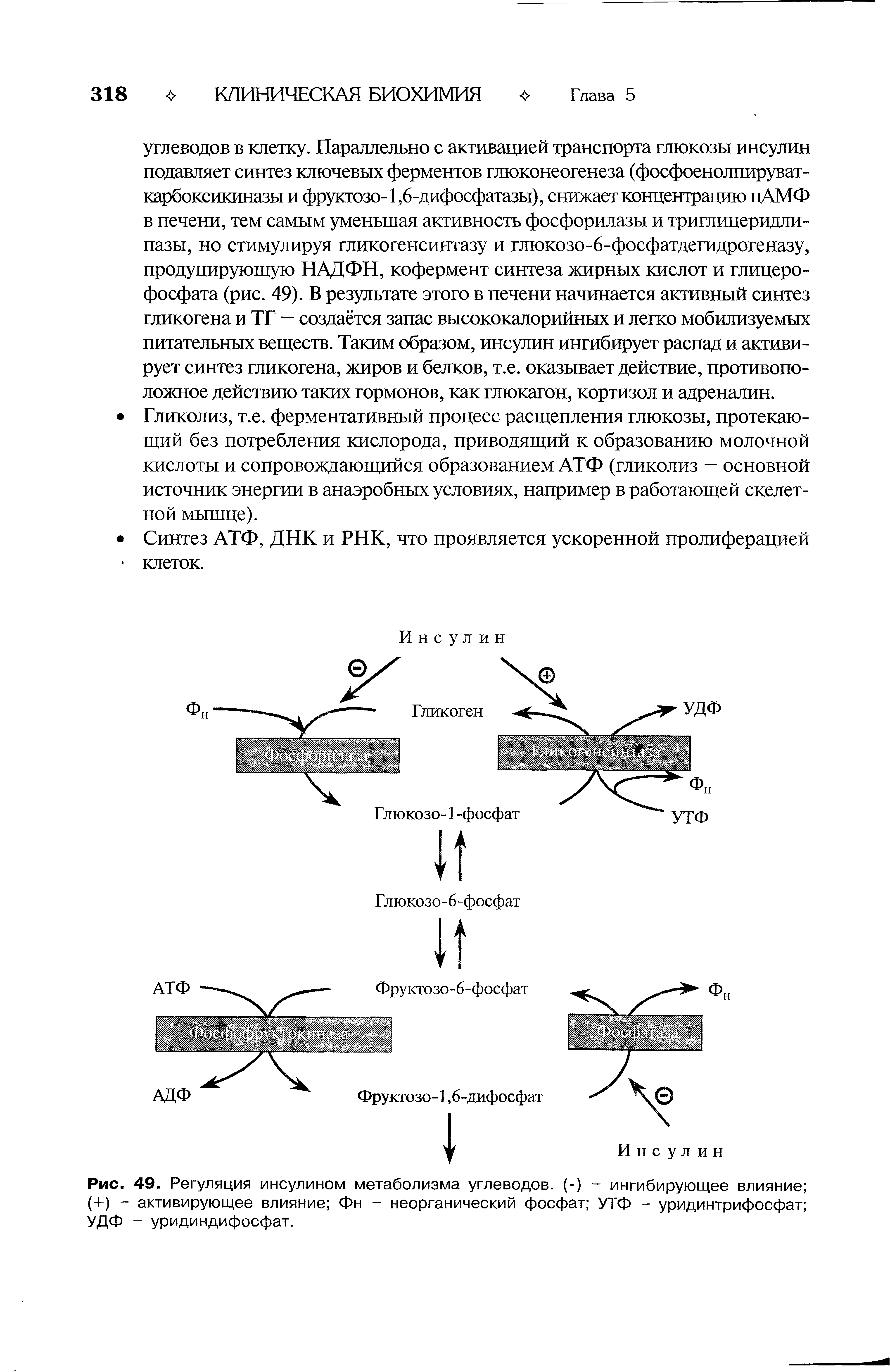 Рис. 49. Регуляция инсулином метаболизма углеводов. (-) - ингибирующее влияние (+) - активирующее влияние Фн - неорганический фосфат УТФ - уридинтрифосфат УДФ - уридиндифосфат.