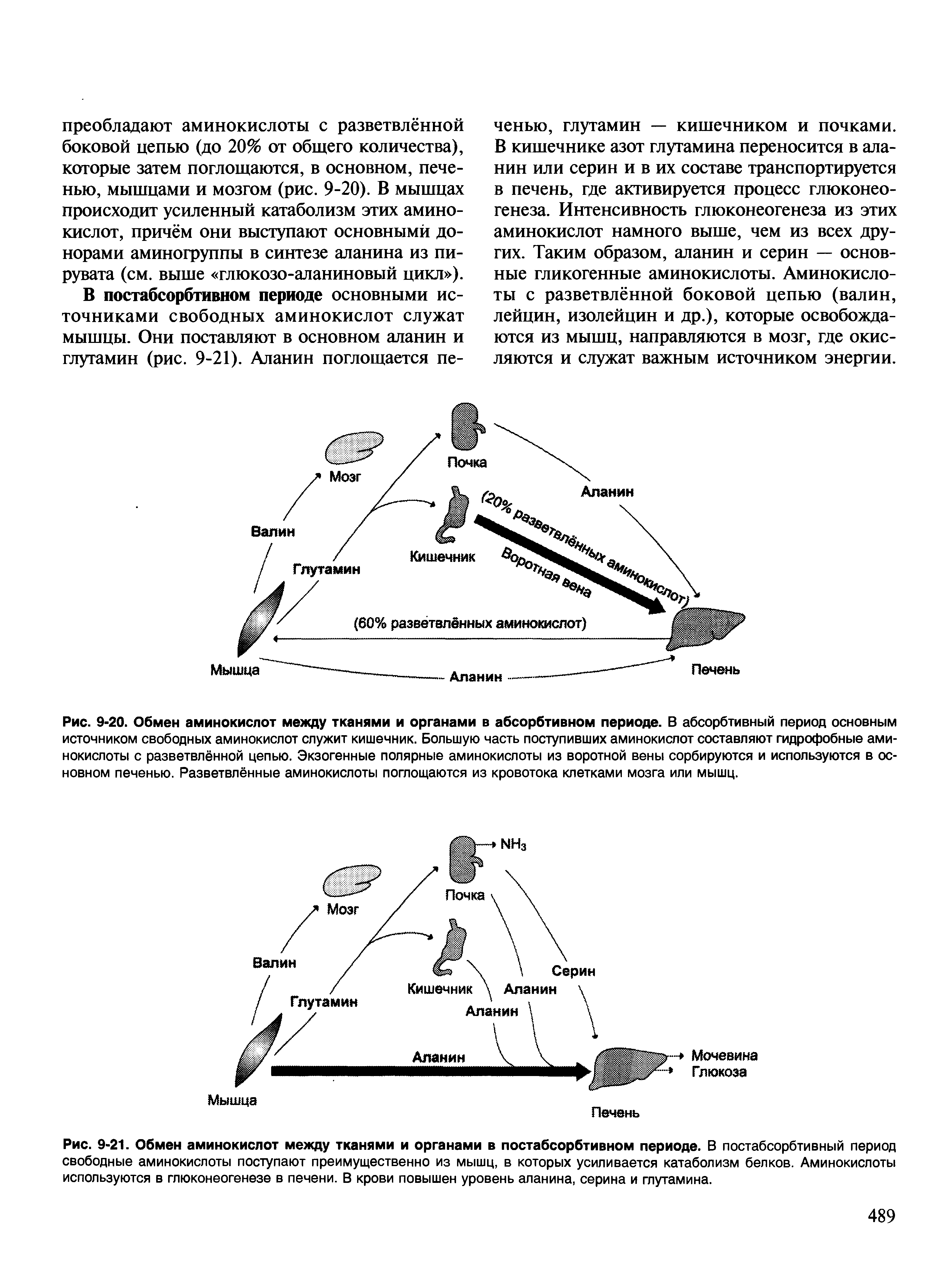 Рис. 9-21. Обмен аминокислот между тканями и органами в постабсорбтивном периоде. В постабсорбтивный период свободные аминокислоты поступают преимущественно из мышц, в которых усиливается катаболизм белков. Аминокислоты используются в глюконеогенезе в печени. В крови повышен уровень аланина, серина и глутамина.