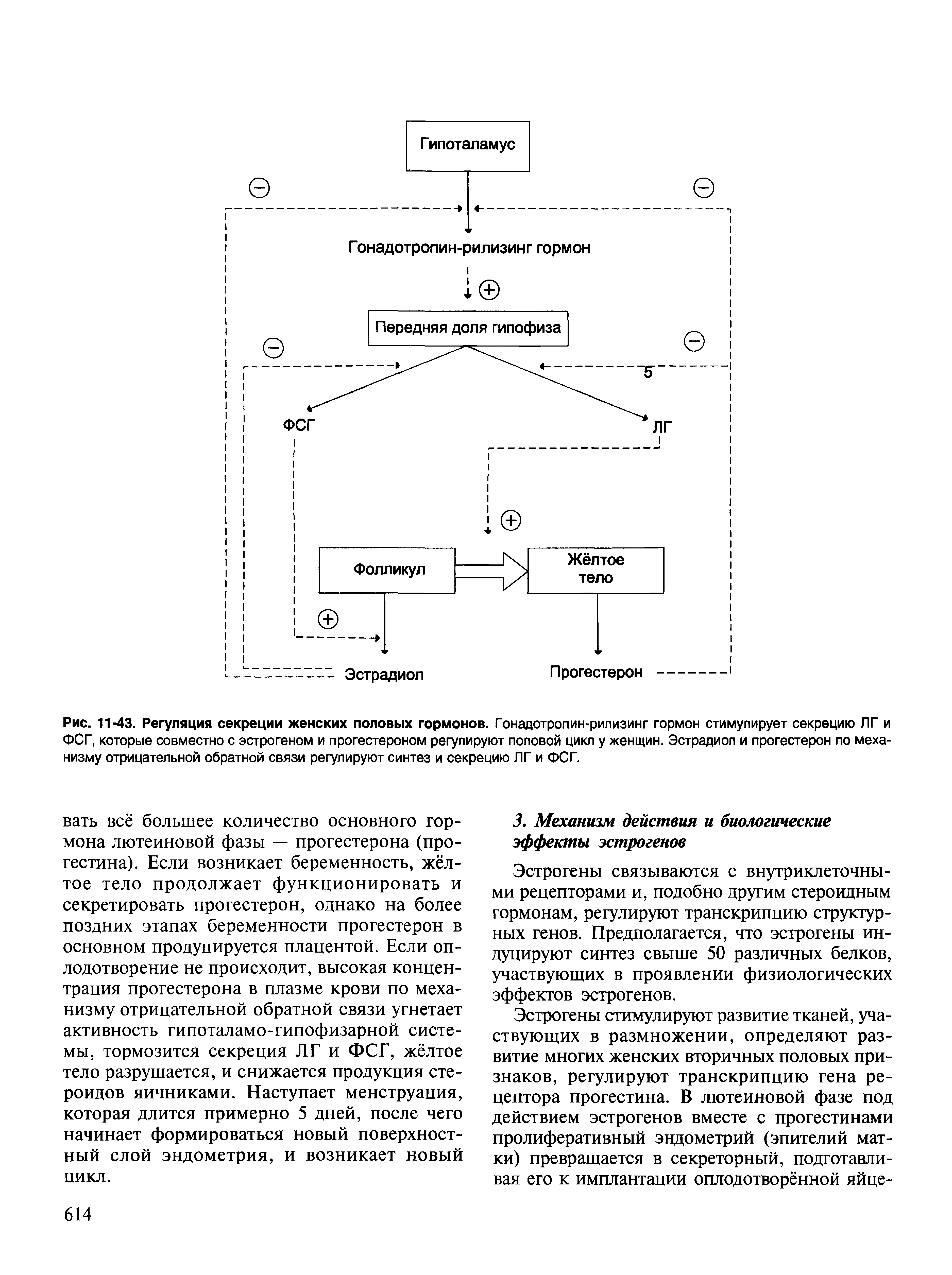 Рис. 11-43. Регуляция секреции женских половых гормонов. Гонадотропин-рилизинг гормон стимулирует секрецию ЛГ и ФСГ, которые совместно с эстрогеном и прогестероном регулируют половой цикл у женщин. Эстрадиол и прогестерон по механизму отрицательной обратной связи регулируют синтез и секрецию ЛГ и ФСГ.