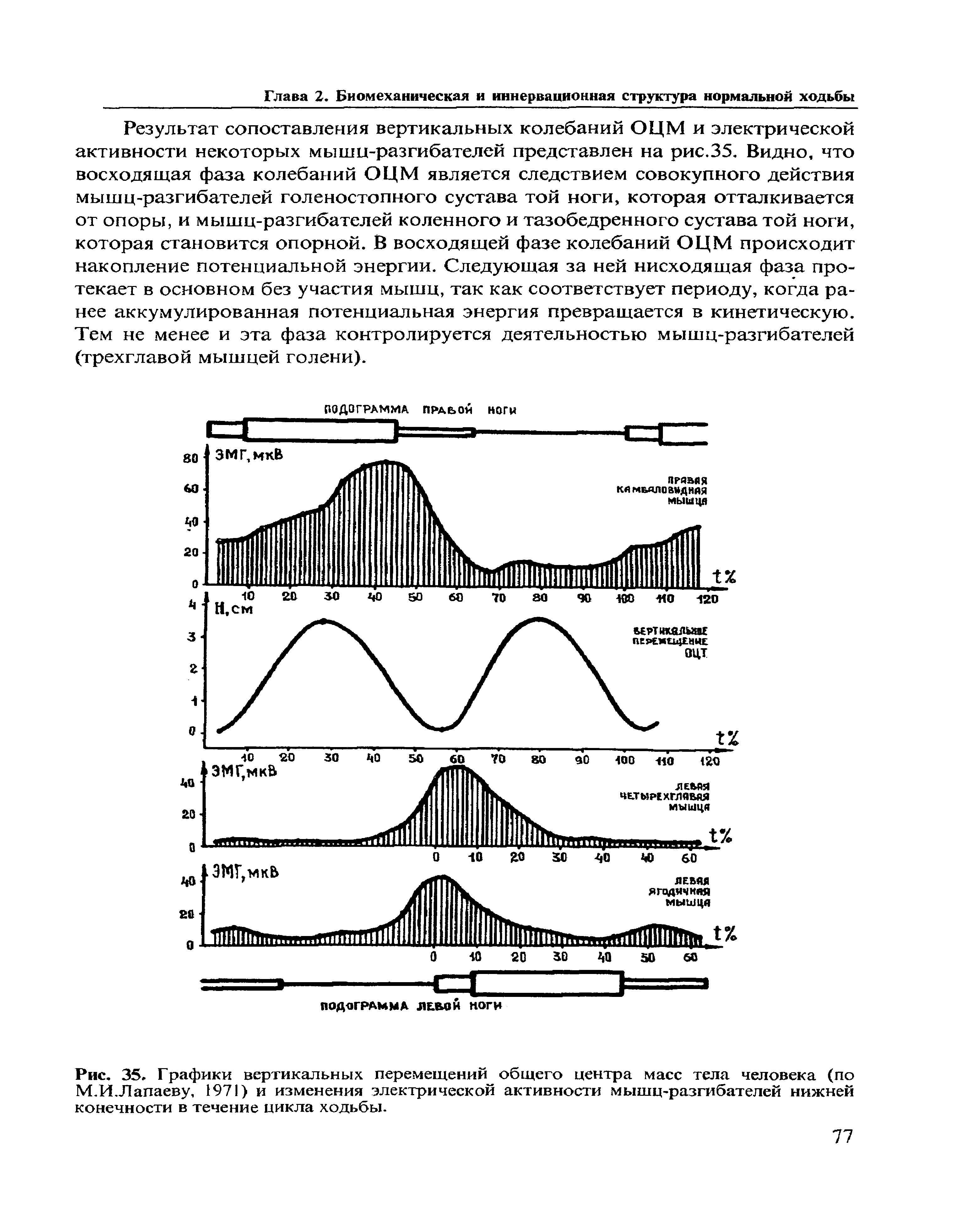Рис. 35. Графики вертикальных перемещений общего центра масс тела человека (по М.И.Лапаеву, 1971) и изменения электрической активности мышц-разгибателей нижней конечности в течение цикла ходьбы.
