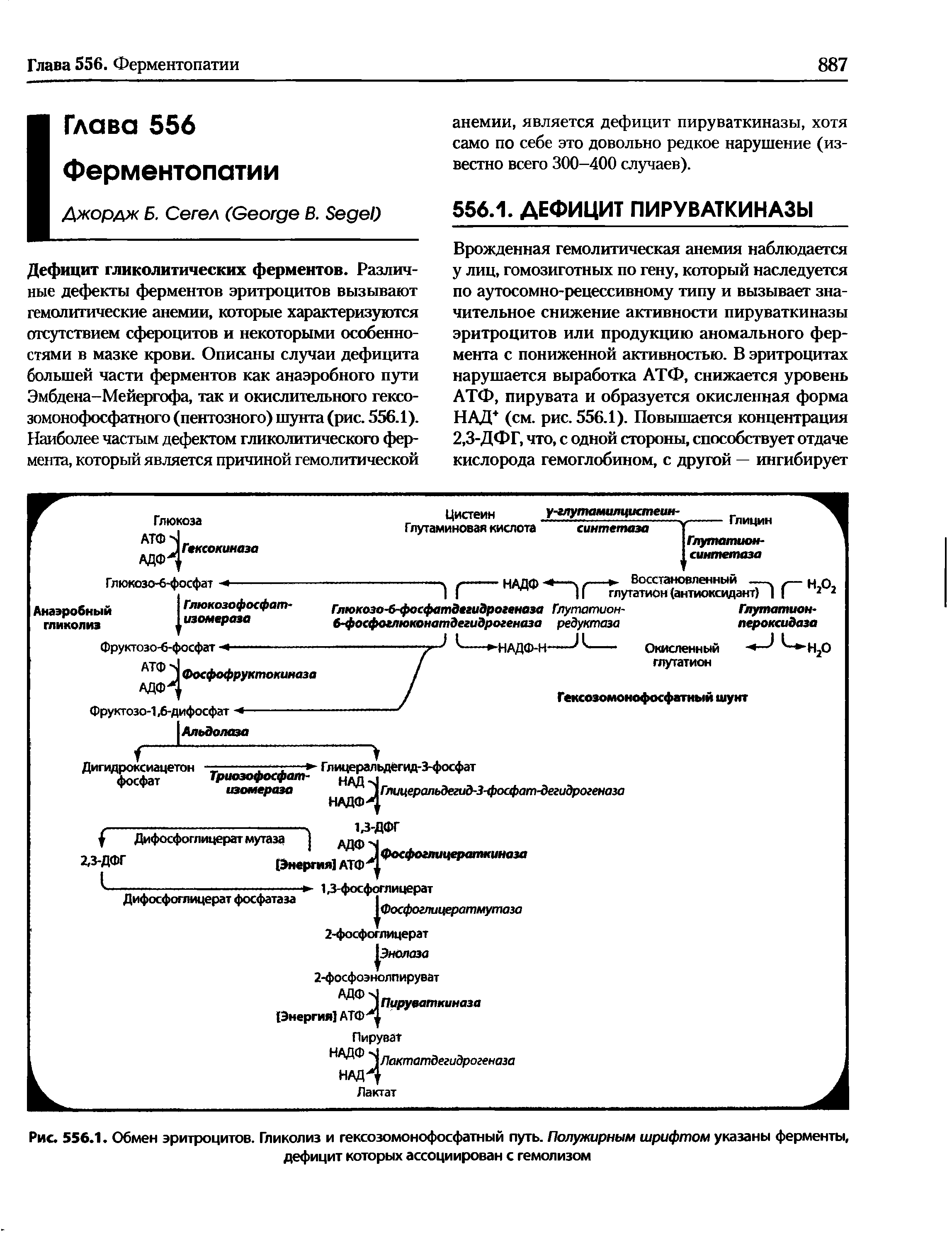 Рис. 556.1. Обмен эритроцитов. Гликолиз и гексозомонофосфатный путь. Полужирным шрифтом указаны ферменты, дефицит которых ассоциирован с гемолизом...