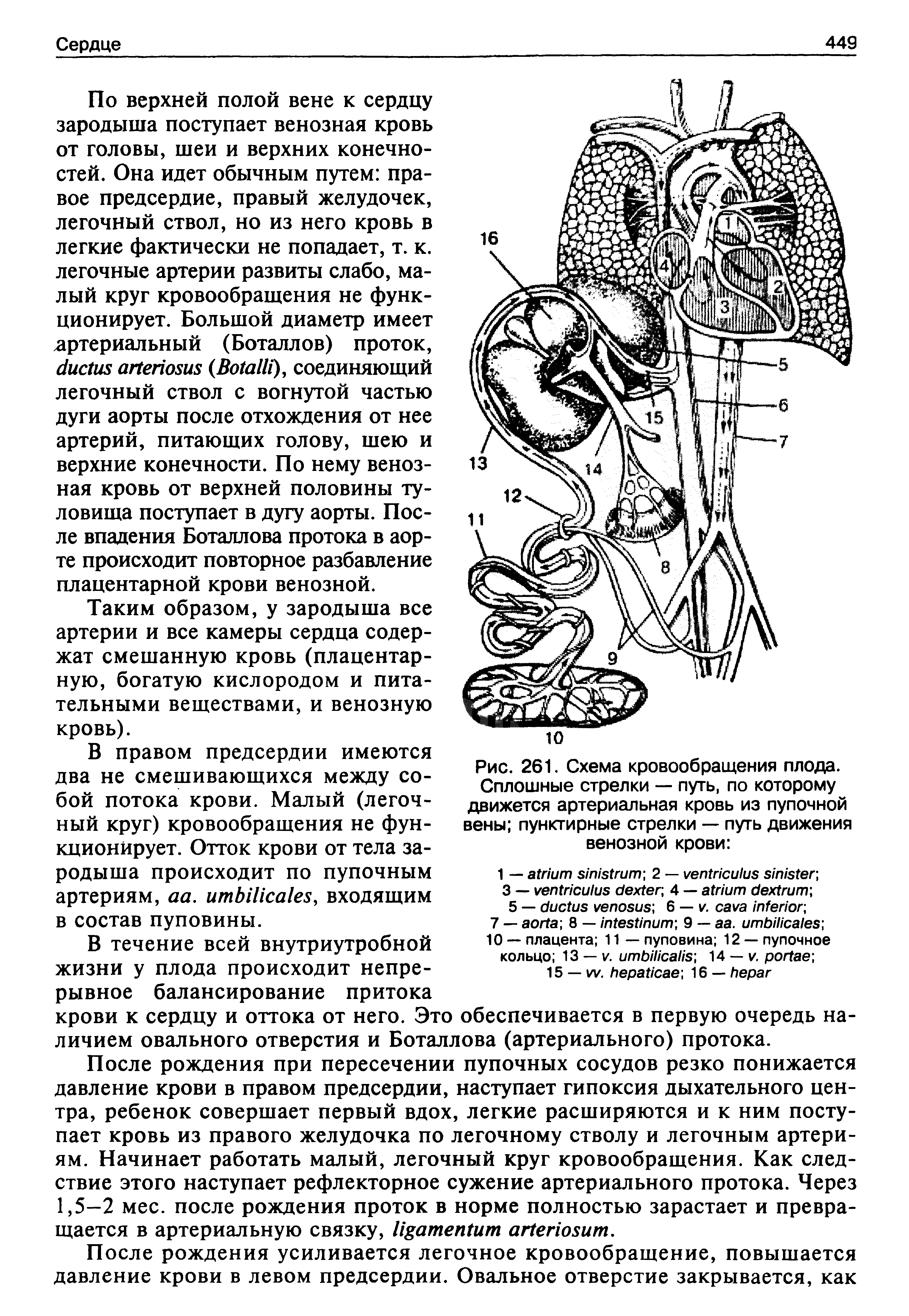 Рис. 261. Схема кровообращения плода. Сплошные стрелки — путь, по которому движется артериальная кровь из пупочной вены пунктирные стрелки — путь движения венозной крови ...