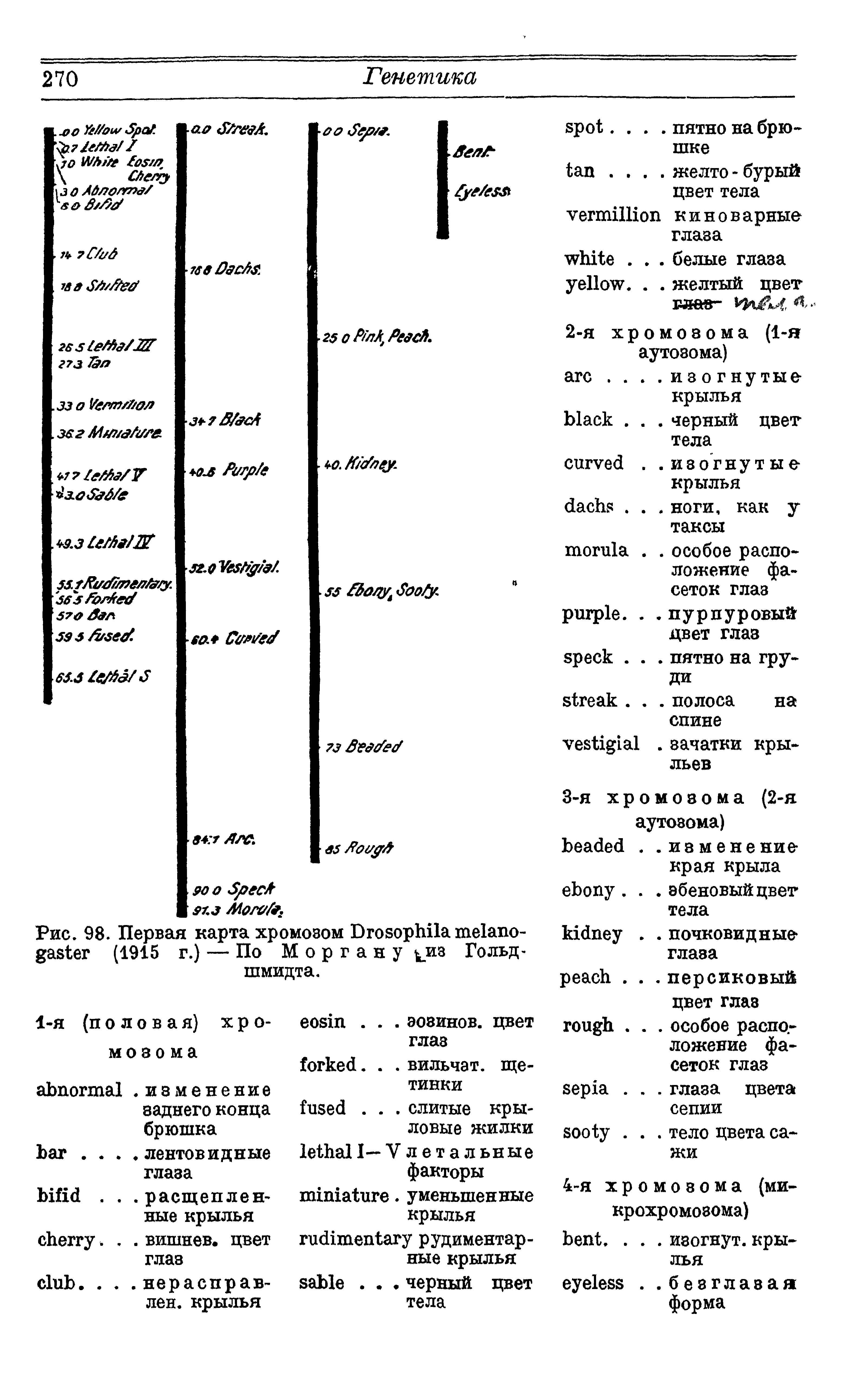 Рис. 98. Первая карта хромозом D - (1915 г.) — По Моргану из Гольдшмидта.