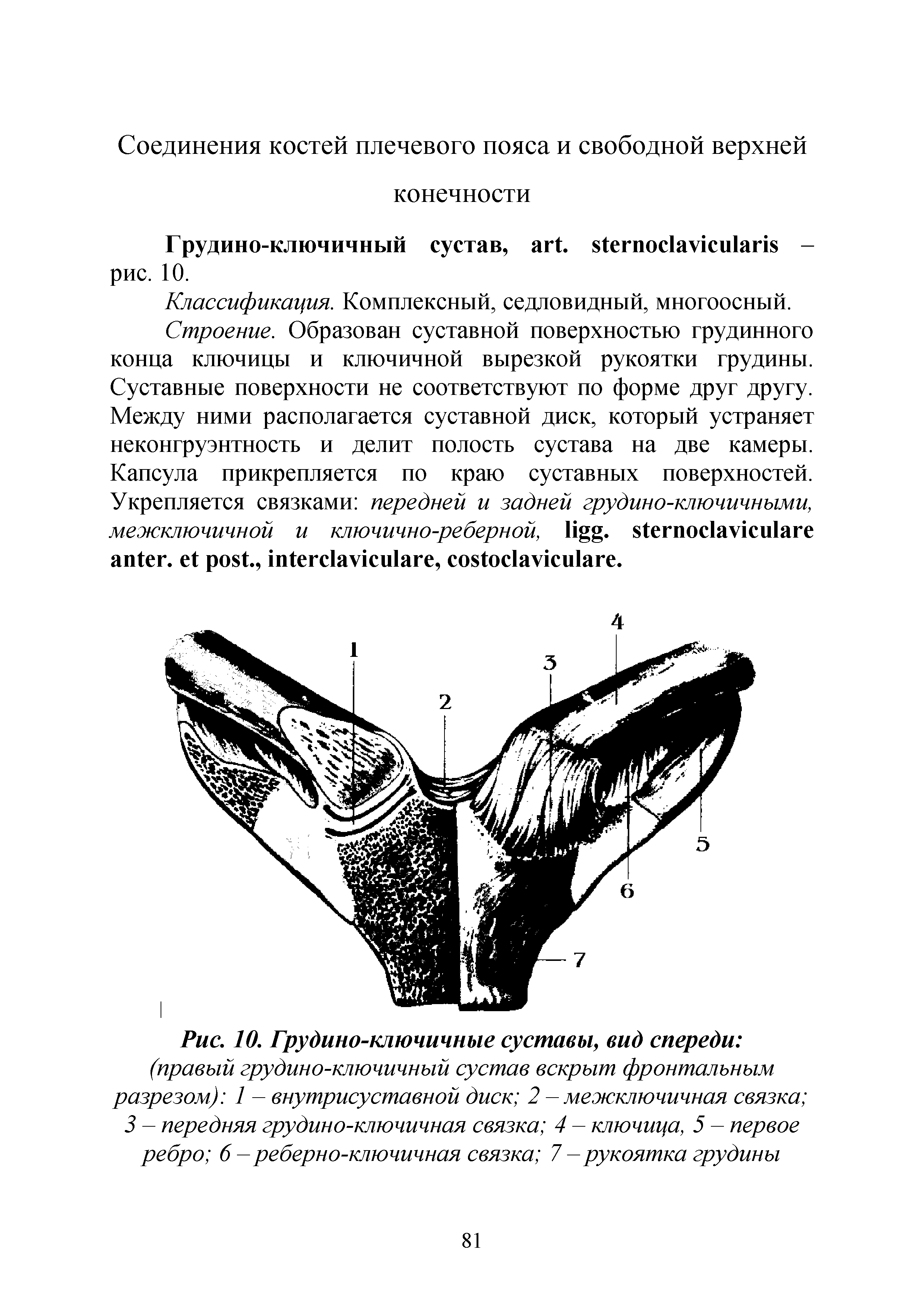 Рис. 10. Грудино-ключичные суставы, вид спереди (правый грудино-ключичный сустав вскрыт фронтальным разрезом) 1 - внутрисуставной диск 2 - межключичная связка ...