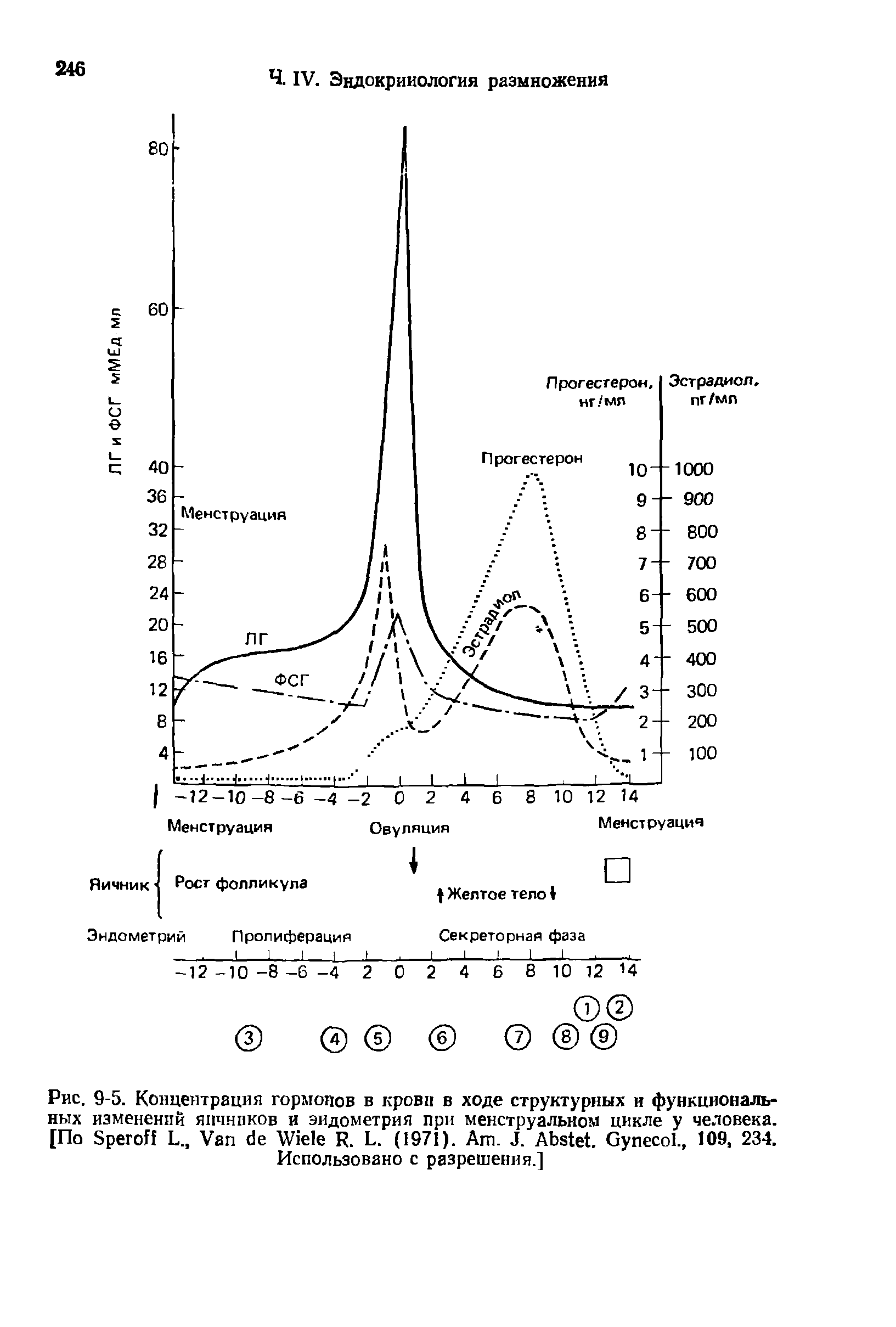 Рис. 9-5. Концентрация гормонов в крови в ходе структурных и функциональных изменений яичников и эндометрия при менструальном цикле у человека. [По S L., V W R. L. (1971). A . J. A . G ., 109, 234. Использовано с разрешения.]...