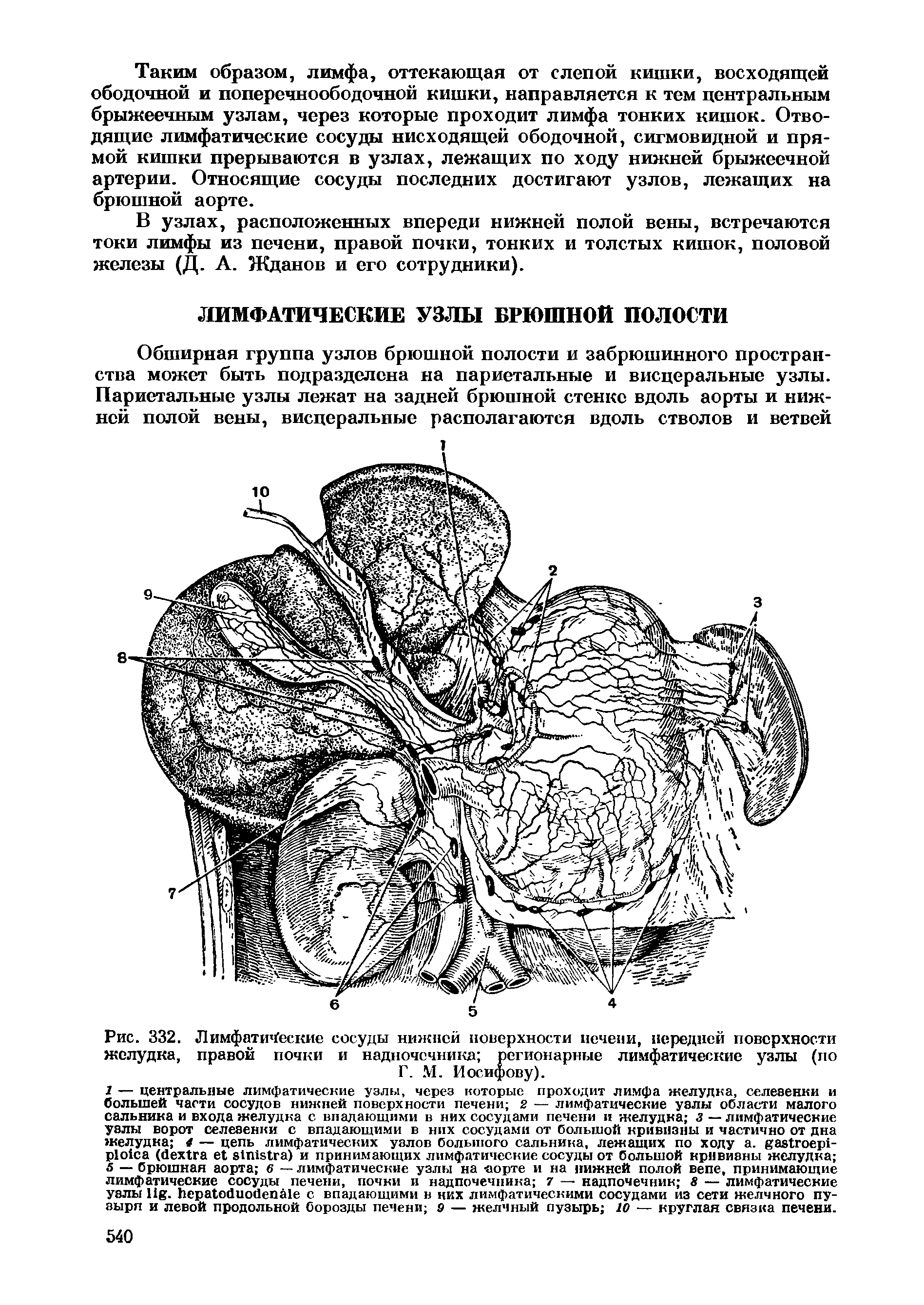 Рис. 332. Лимфатические сосуды нижней поверхности печени, передней поверхности желудка, правой почки и надпочечника регионарные лимфатические узлы (по Г. М. Иосифову).