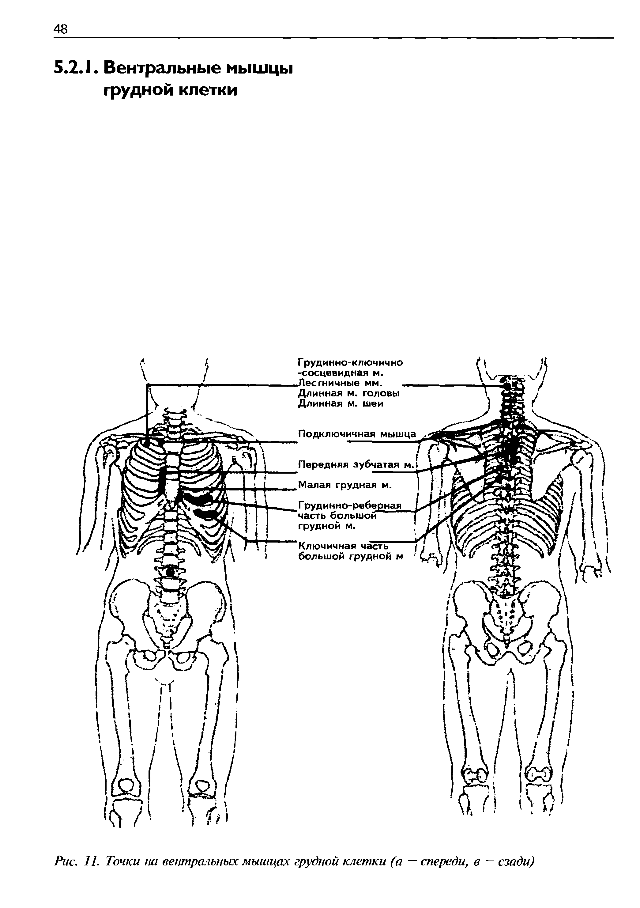 Рис. 11. Точки на вентральных мышцах грудной клетки (а — спереди, в — сзади)...