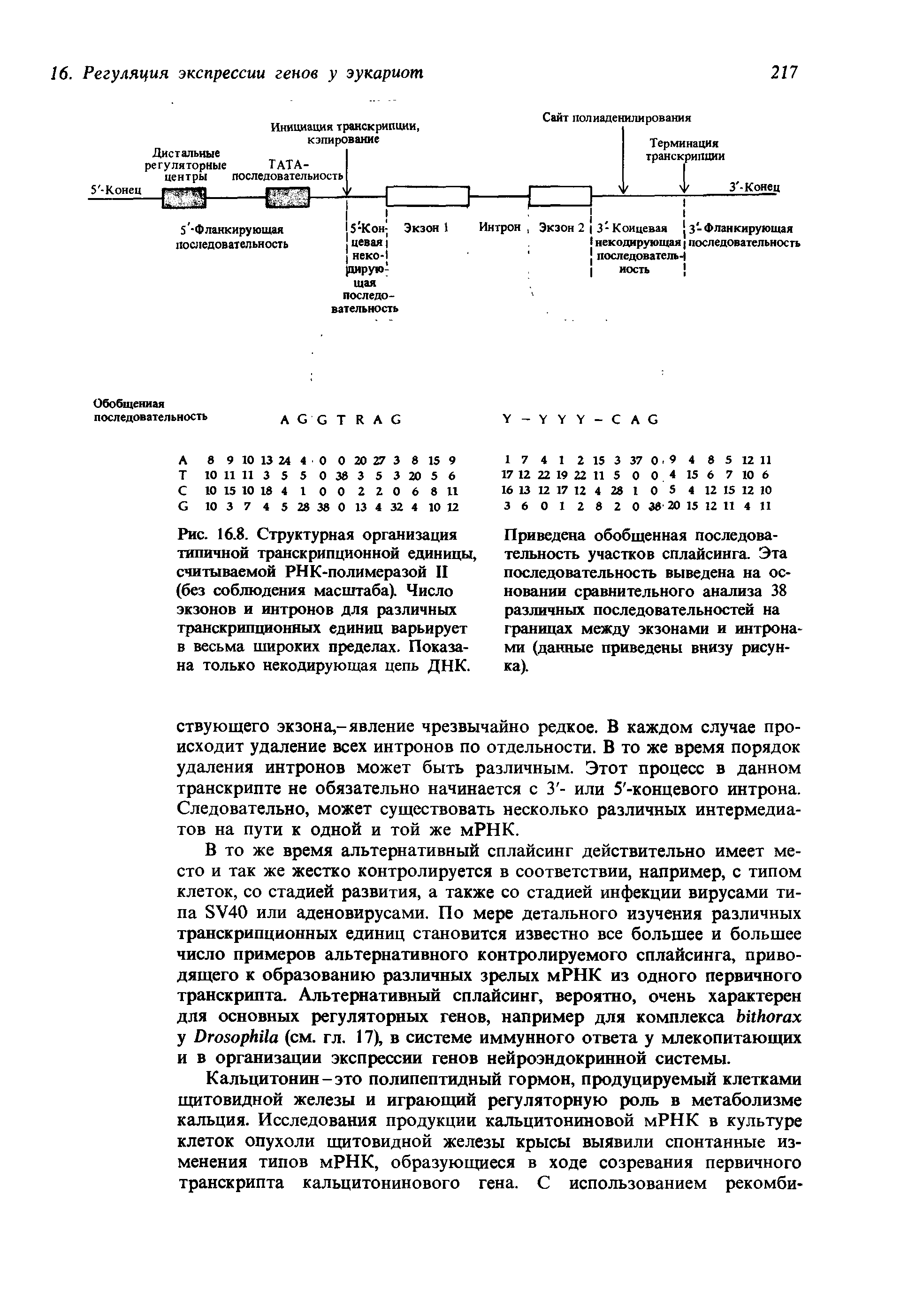 Рис. 16.8. Структурная организация типичной транскрипционной единицы, считываемой РНК-полимеразой II (без соблюдения масштаба). Число экзонов и интронов для различных транскрипционных единиц варьирует в весьма широких пределах. Показана только некодирующая цепь ДНК.