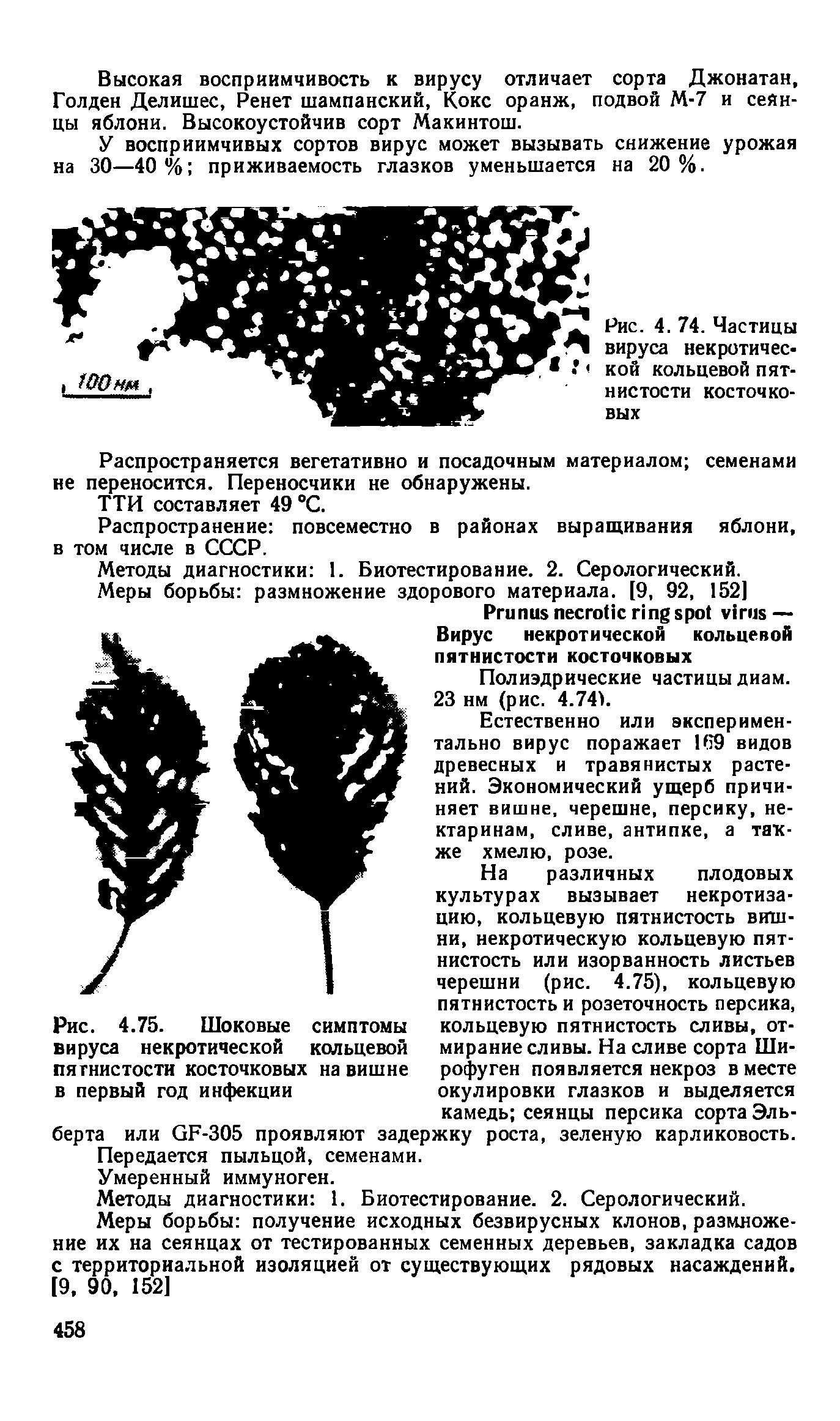 Рис. 4.75. Шоковые симптомы вируса некротической кольцевой пятнистости косточковых на вишне в первый год инфекции...