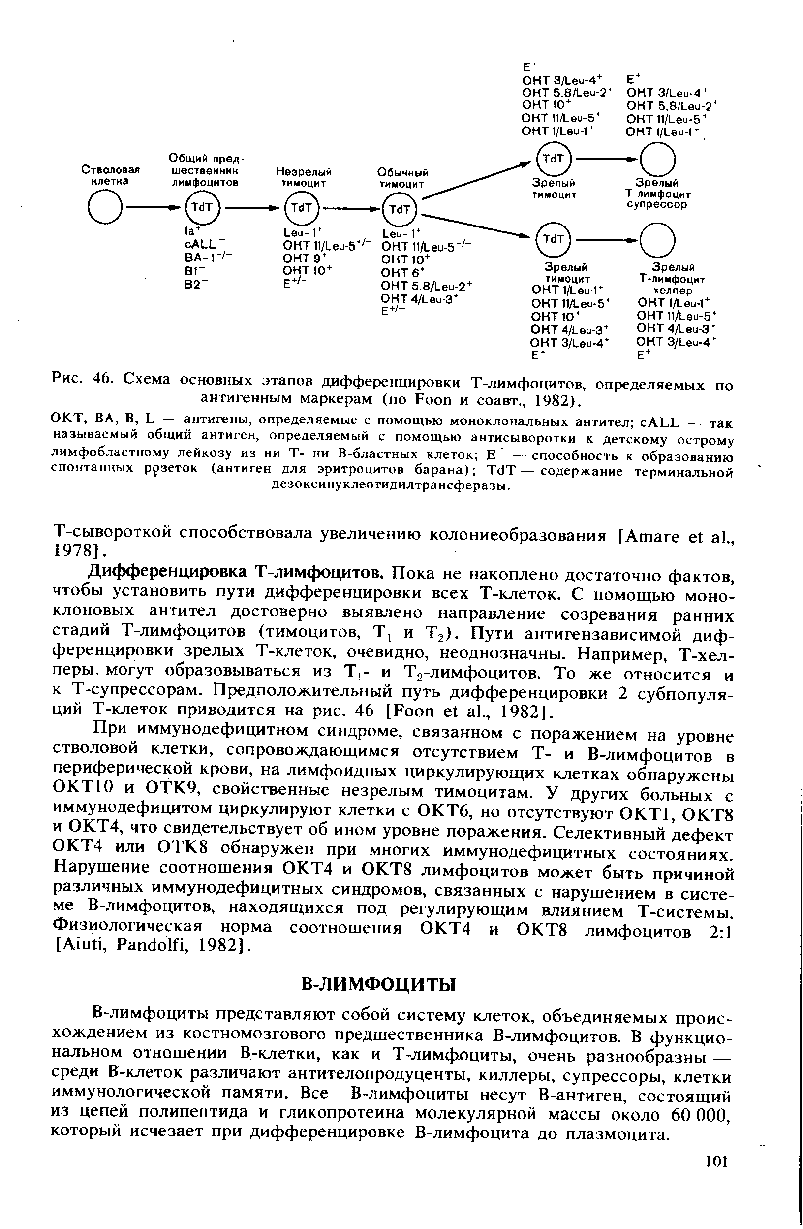 Рис. 46. Схема основных этапов дифференцировки Т-лимфоцитов, определяемых по антигенным маркерам (по Бооп и соавт., 1982).