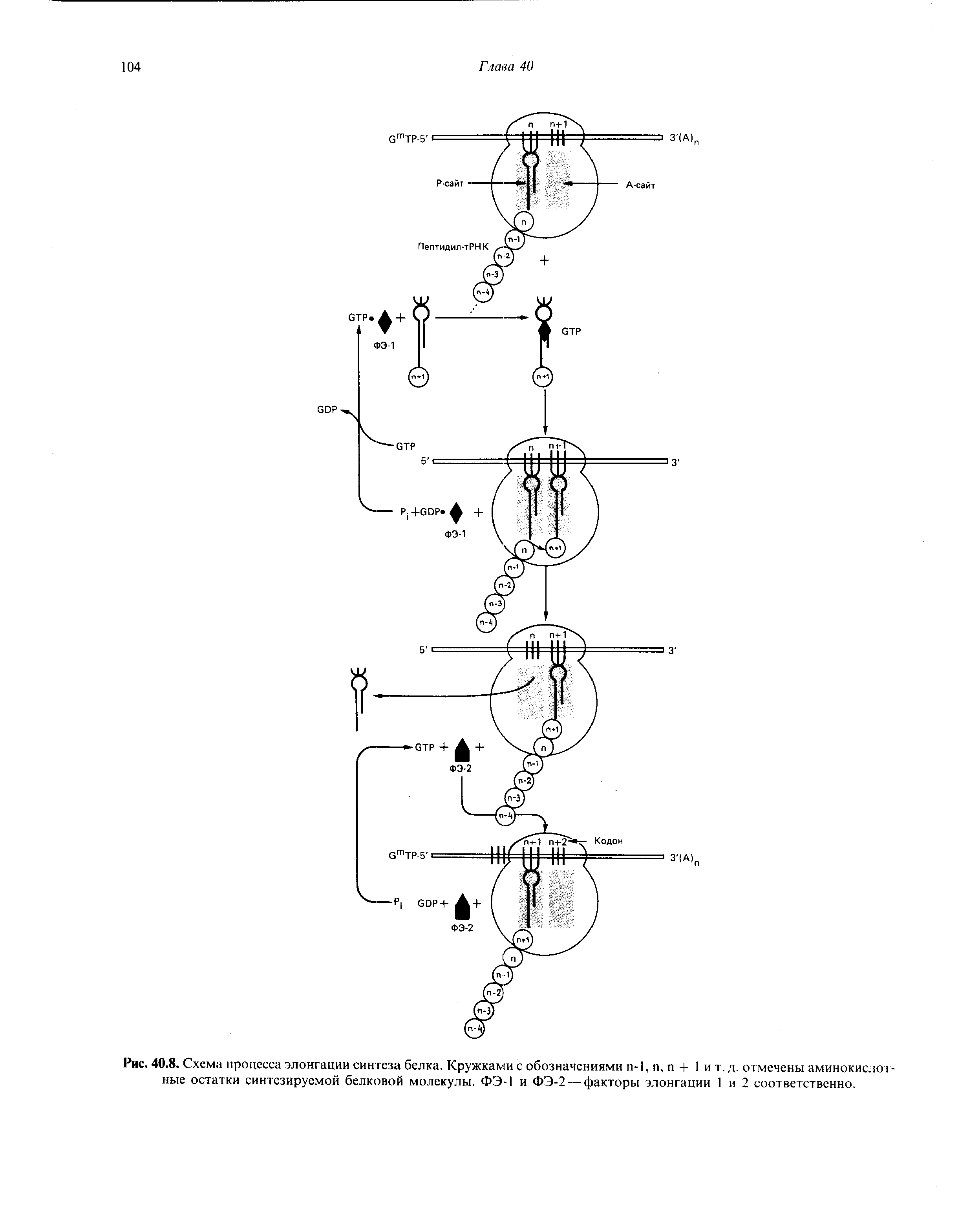 Рис. 40.8. Схема процесса элонгации синтеза белка. Кружками с обозначениями п-1, п, п + 1 и т. д. отмечены аминокислотные остатки синтезируемой белковой молекулы. ФЭ-1 и ФЭ-2 — факторы элонгации 1 и 2 соответственно.