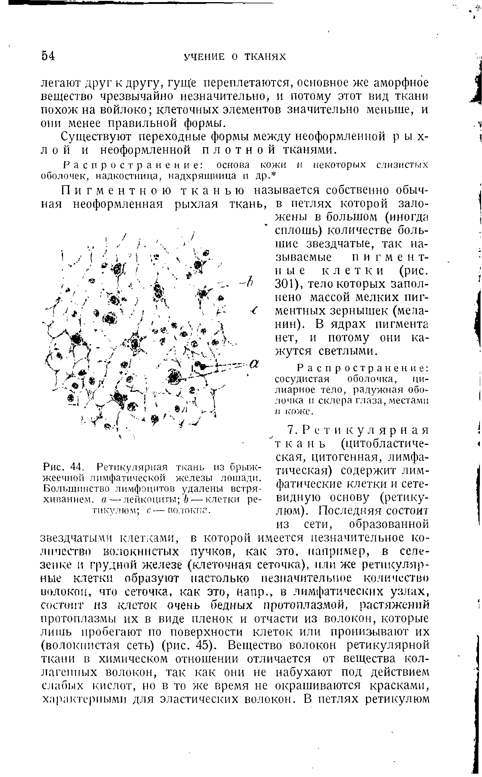 Рис. 44. Ретикулярная ткань из брыж-жеечной лимфатической железы лошади. Большинство лимфоцитов удалены встряхиванием. а — лейкоциты Ь — клетки ре-тикулю.м с— волокна.