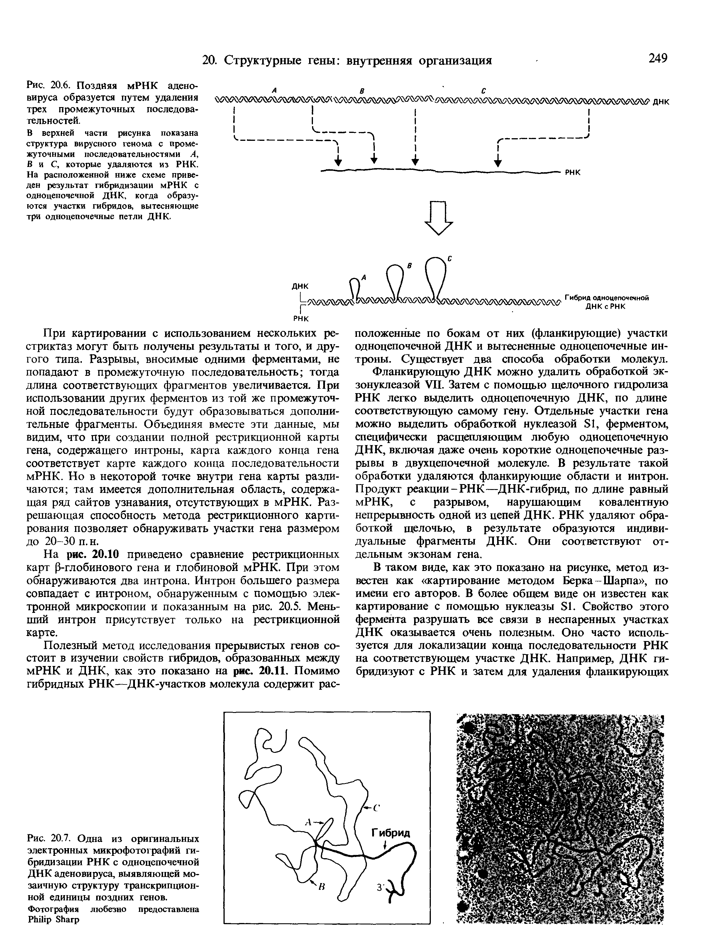 Рис. 20.7. Одна из оригинальных электронных микрофотографий гибридизации РНК с одноцепочечной ДНК аденовируса, выявляющей мозаичную структуру транскрипционной единицы поздних генов.