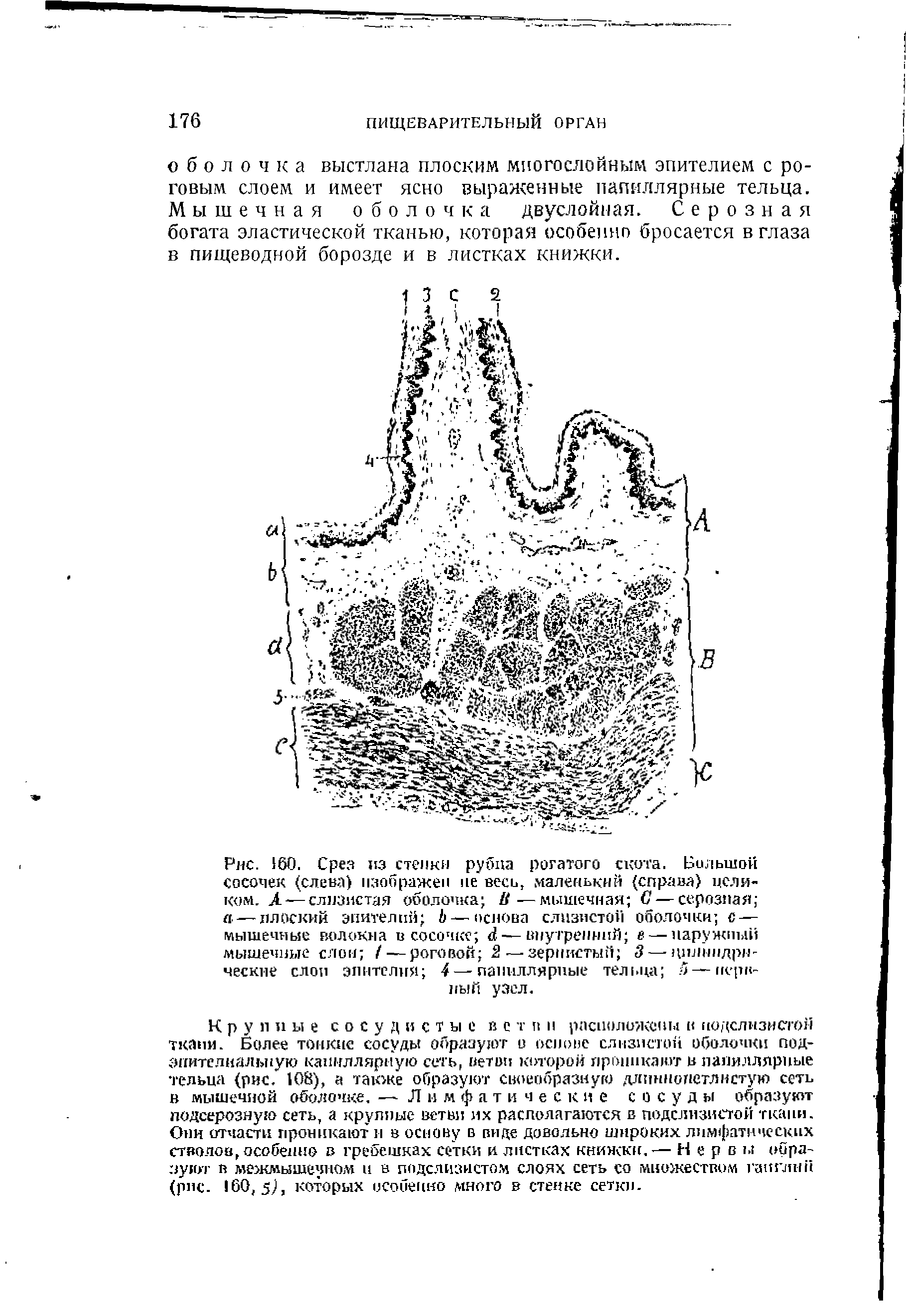 Рис. 160. Срез из стенки рубпа рогатого скота. Большой сосочек (слева) изображен не весь, маленький (справа) целиком. А—слизистая оболочка 14—мышечная С — серозная а —плоский эпителий — основа слизистой оболочки с — мышечные волокна в сосочке — внутренний в— наружный мышечные слои / — роговой 2 — зернистый 3 — цилиндрические слои эпителия 4 — папиллярные тельца — нервный узел.