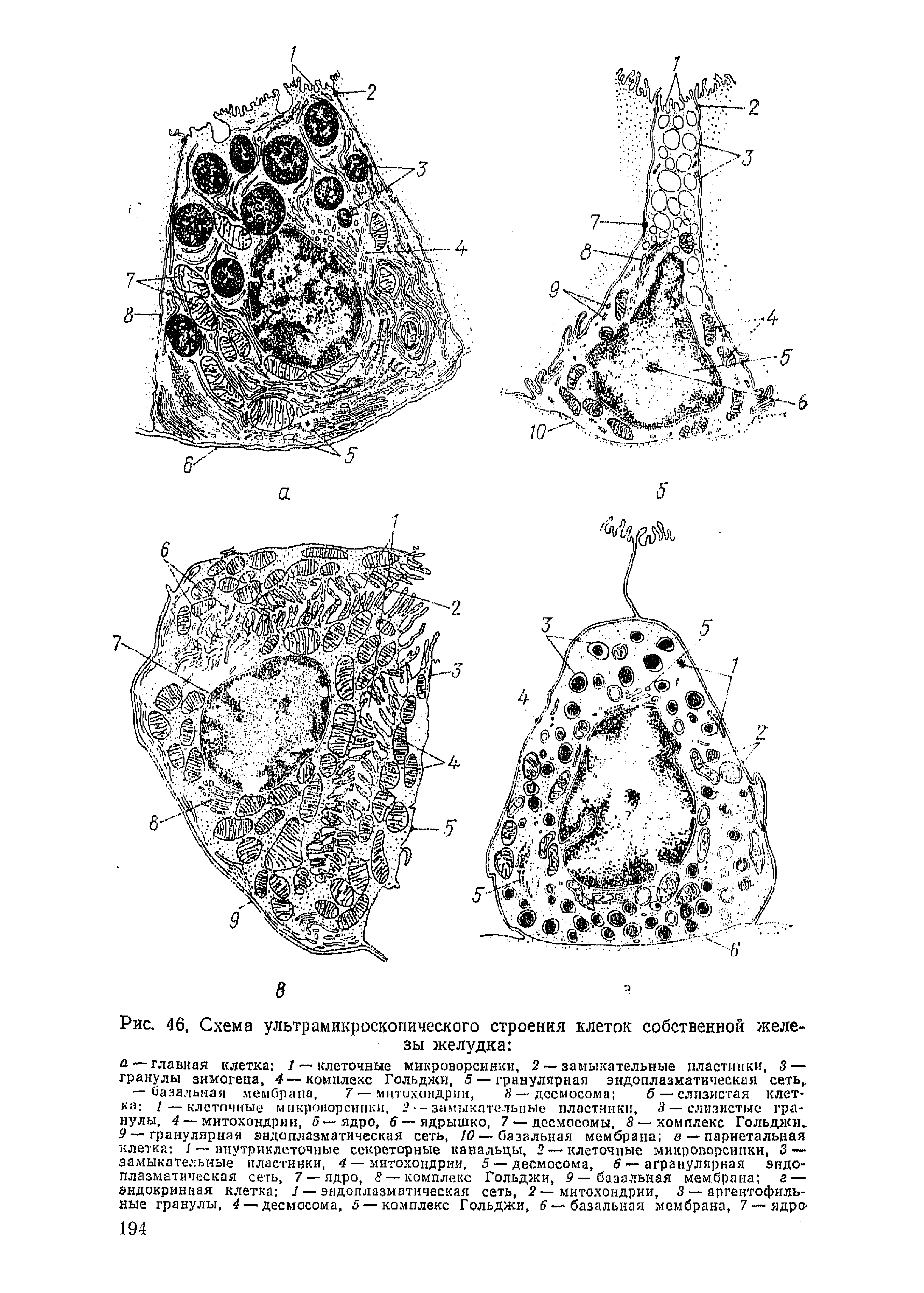 Рис. 46. Схема ультрамикроскопического строения клеток собственной железы желудка ...