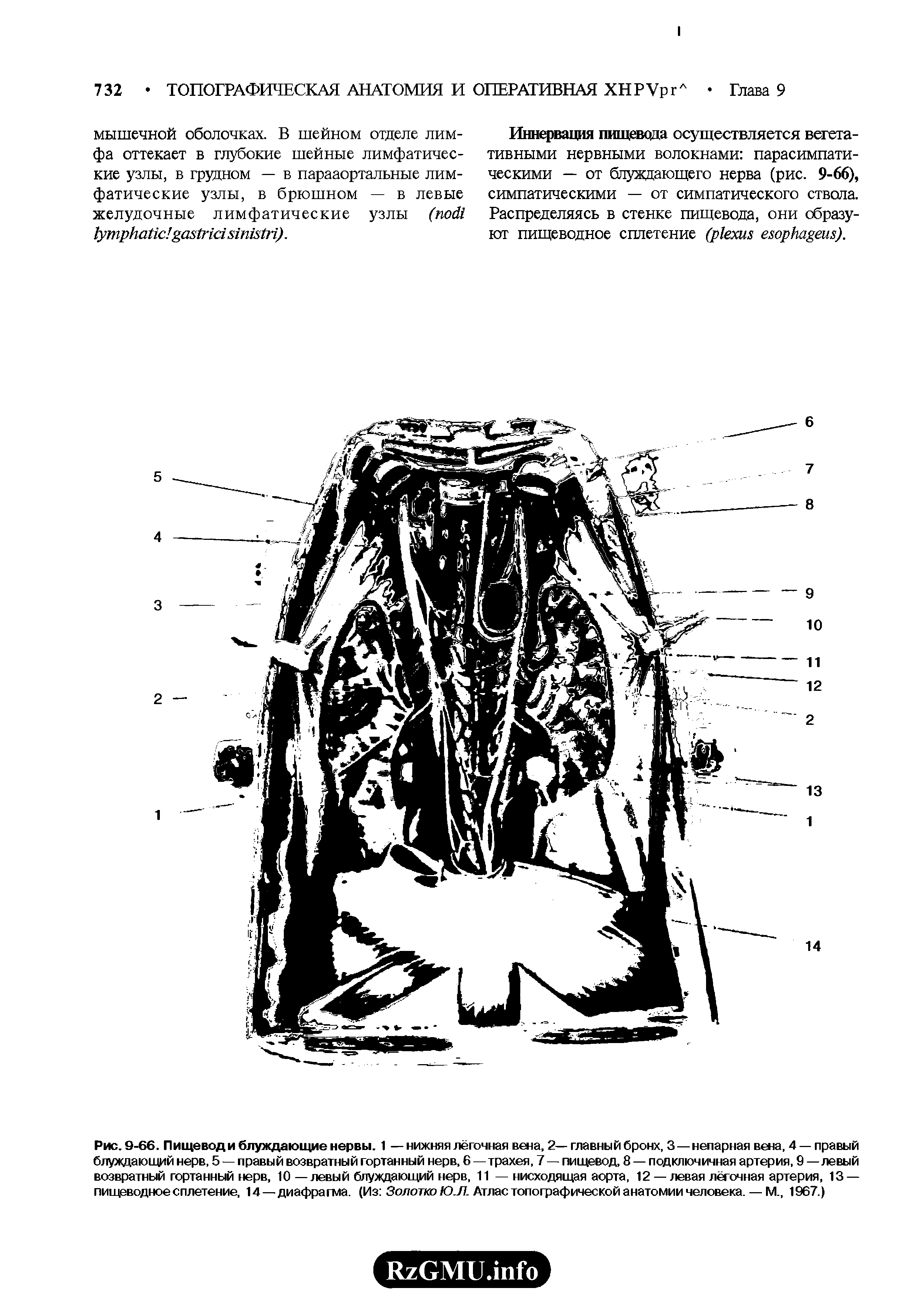 Рис. 9-66. Пищевод и блуждающие нервы. 1 — нижняя лёгочная вена, 2— главный бронх, 3 — непарная вена, 4 — правый блуждающий нерв, 5 — правый возвратный гортанный нерв, 6—трахея, 7 — пищевод, 8 — подключичная артерия, 9 —левый возвратный гортанный нерв, 10 —левый блуждающий нерв, 11 — нисходящая аорта, 12 — левая лёгочная артерия, 13 — пищеводное сплетение, 14—диафрагма. (Из Золотко ЮЛ. Атлас топографической анатомии человека. — М., 1967.)...