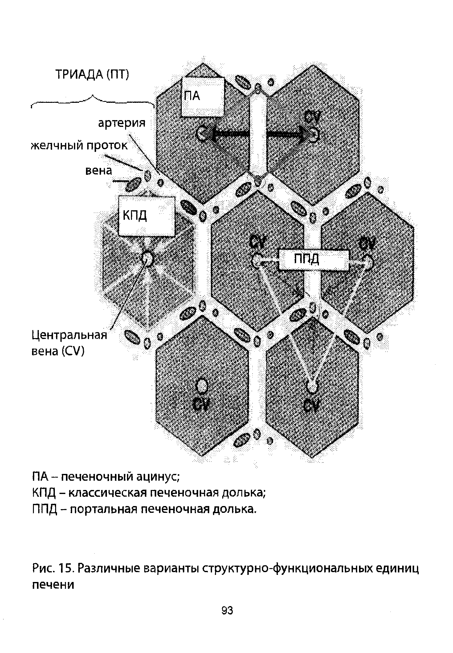 Рис. 15. Различные варианты структурно-функциональных единиц печени...