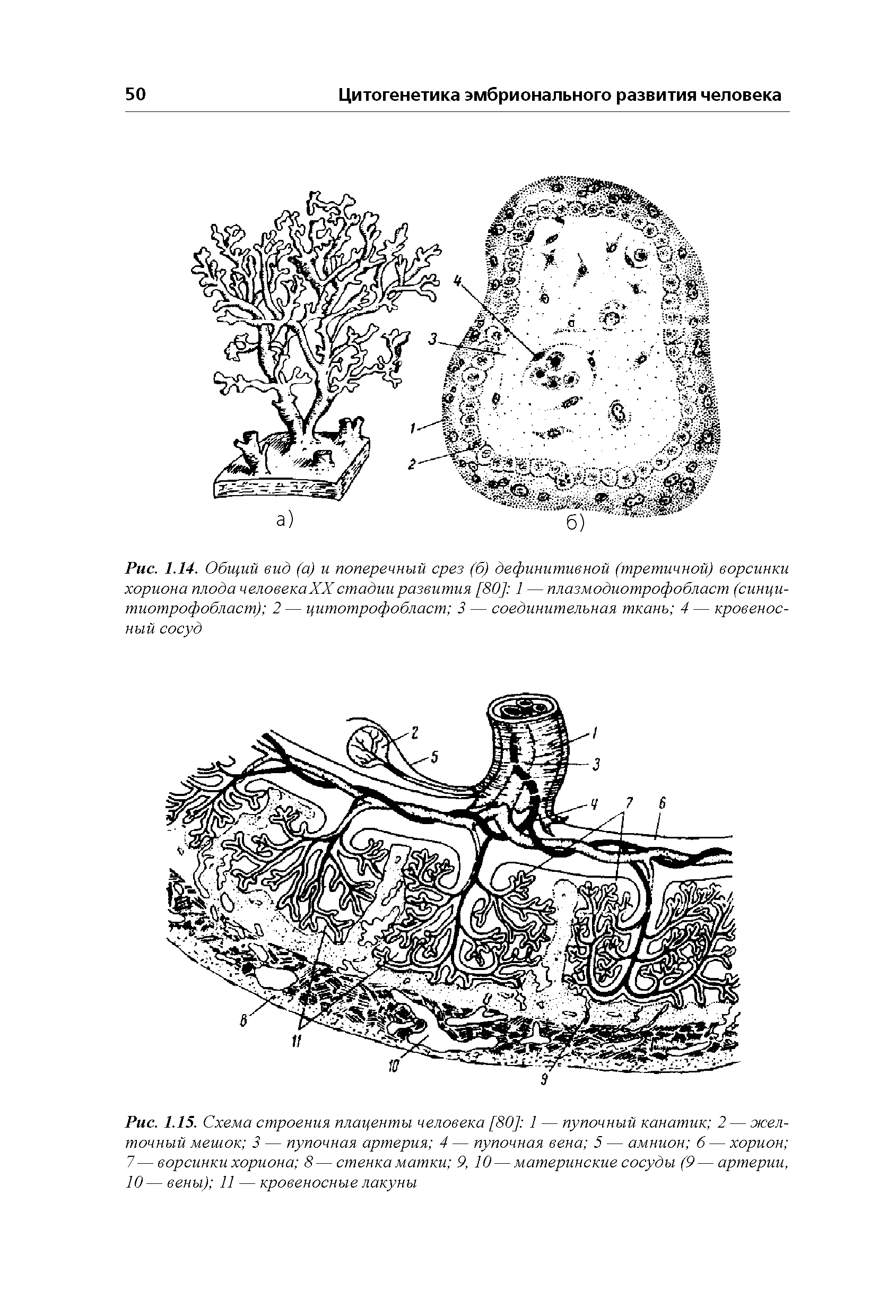 Рис. 1.15. Схема строения плаценты человека [80] 1 — пупочный канатик 2 — желточный мешок 3 — пупочная артерия 4 — пупочная вена 5 — амнион 6 — хорион 7—ворсинки хориона 8—стенка матки 9, 10 — материнские сосуды (9—артерии, 10— вены) 11 — кровеносные лакуны...