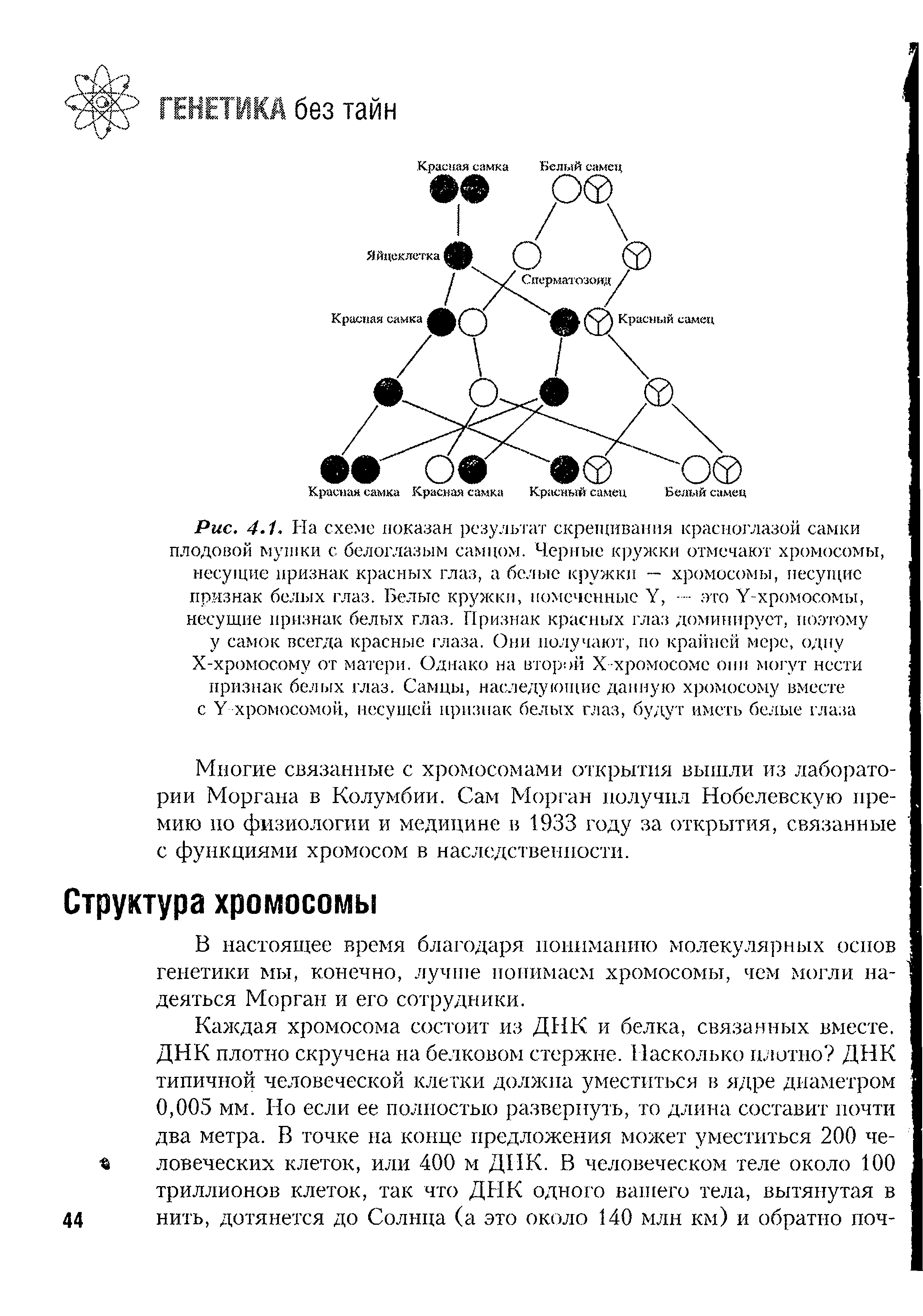 Рис. 4.1. На схеме показан результат скрещивания красноглазой самки плодовой мушки с белоглазым самцом. Черные кружки отмечают хромосомы, несущие признак красных глаз, 1 белые кружки — хромосомы, несущие признак белых глаз. Белые кружки, помеченные У,. .. эго У-хромосомы,...