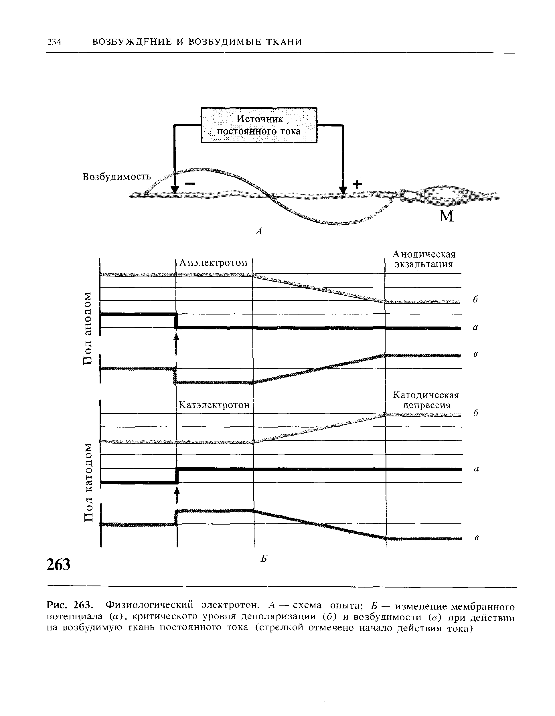 Рис. 263. Физиологический электротон. А — схема опыта Б — изменение мембранного потенциала (а), критического уровня деполяризации (б) и возбудимости (в) при действии на возбудимую ткань постоянного тока (стрелкой отмечено начало действия тока)...