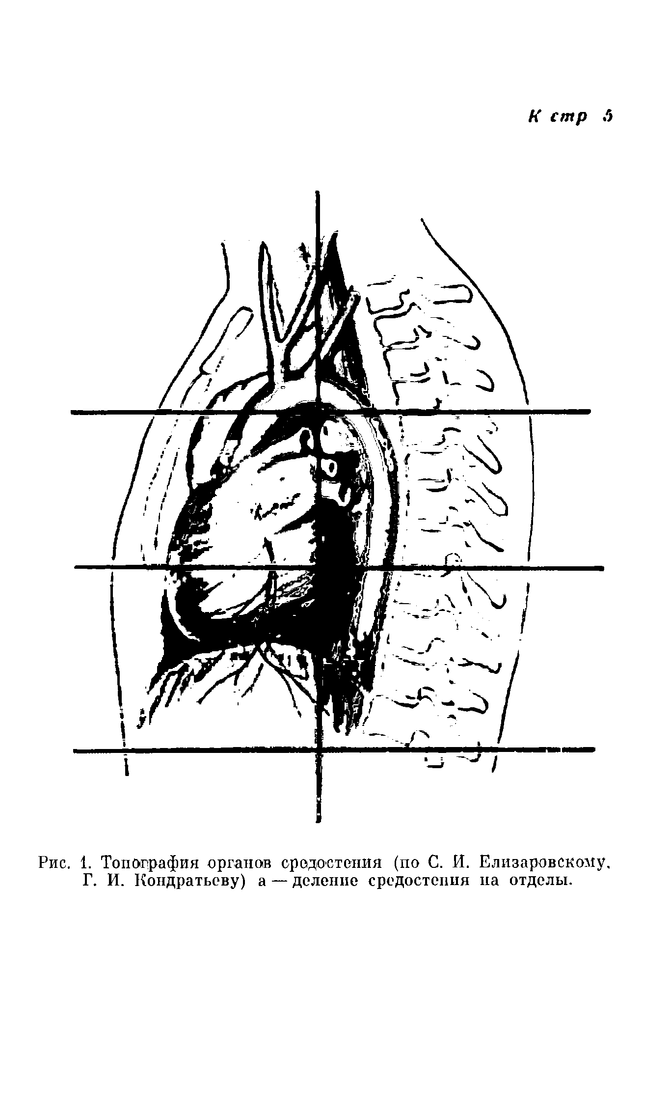 Рис. 1. Топография органов средостения (по С. И. Елизаровскому, Г. И. Кондратьеву) а — деление средостения на отделы.