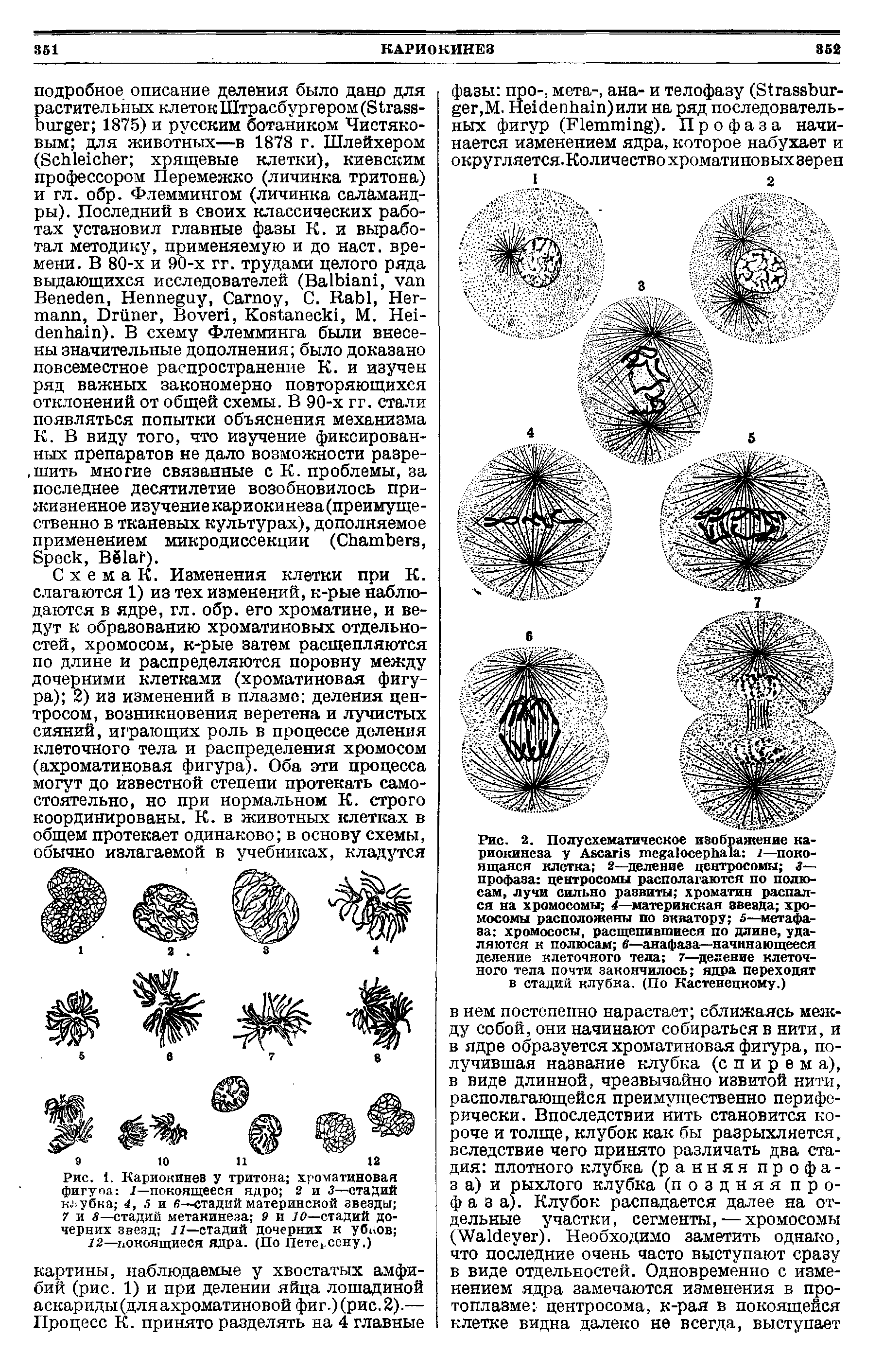 Рис. 1. Кариокинез у тритона хроматиновая фигупа 1—покоящееся ядро 2 и 3—стадий клубка 4, 5 и в—стадий материнской звезды 7 и —стадий метакинеза 9 и 10—стадий дочерних звезд 11—стадий дочерних к убиов ...