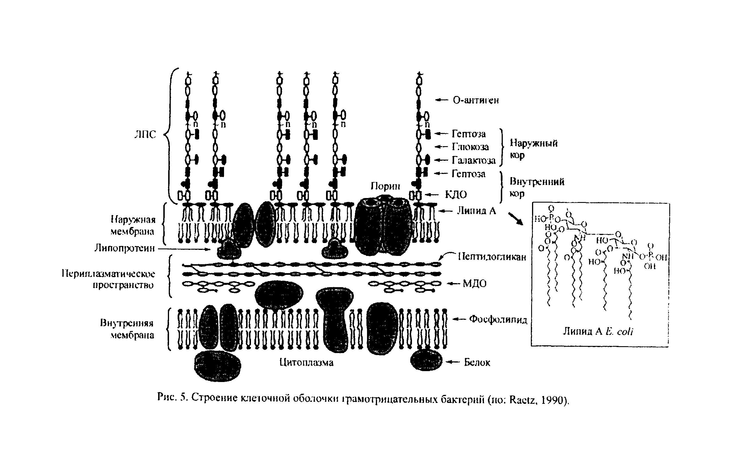 Рис. 5. Строение клеточной оболочки фамогрицательных бактерии (ио К.ае1г, 1990).