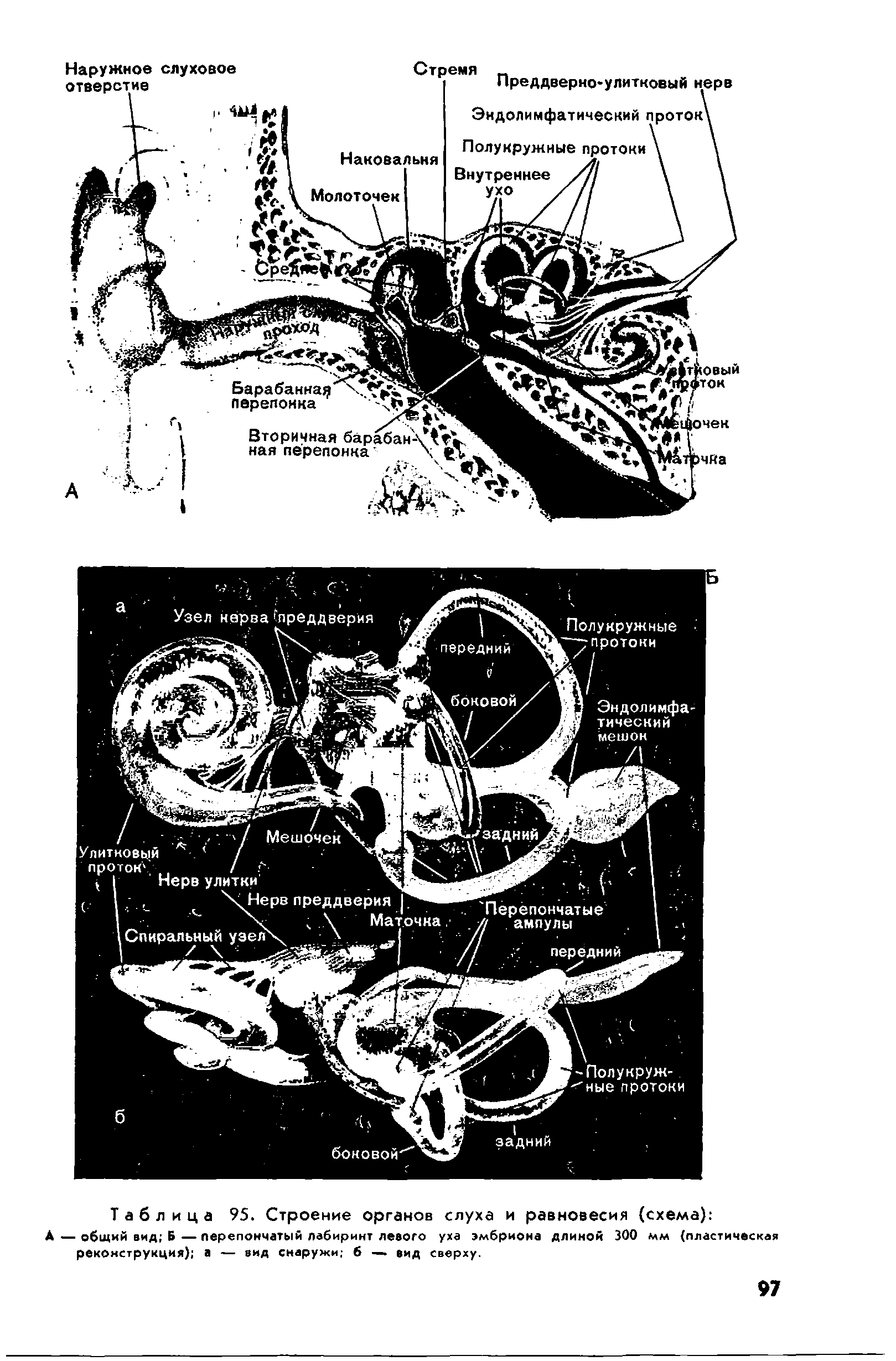 Таблица 95. Строение органов слуха и равновесия (схема) ...