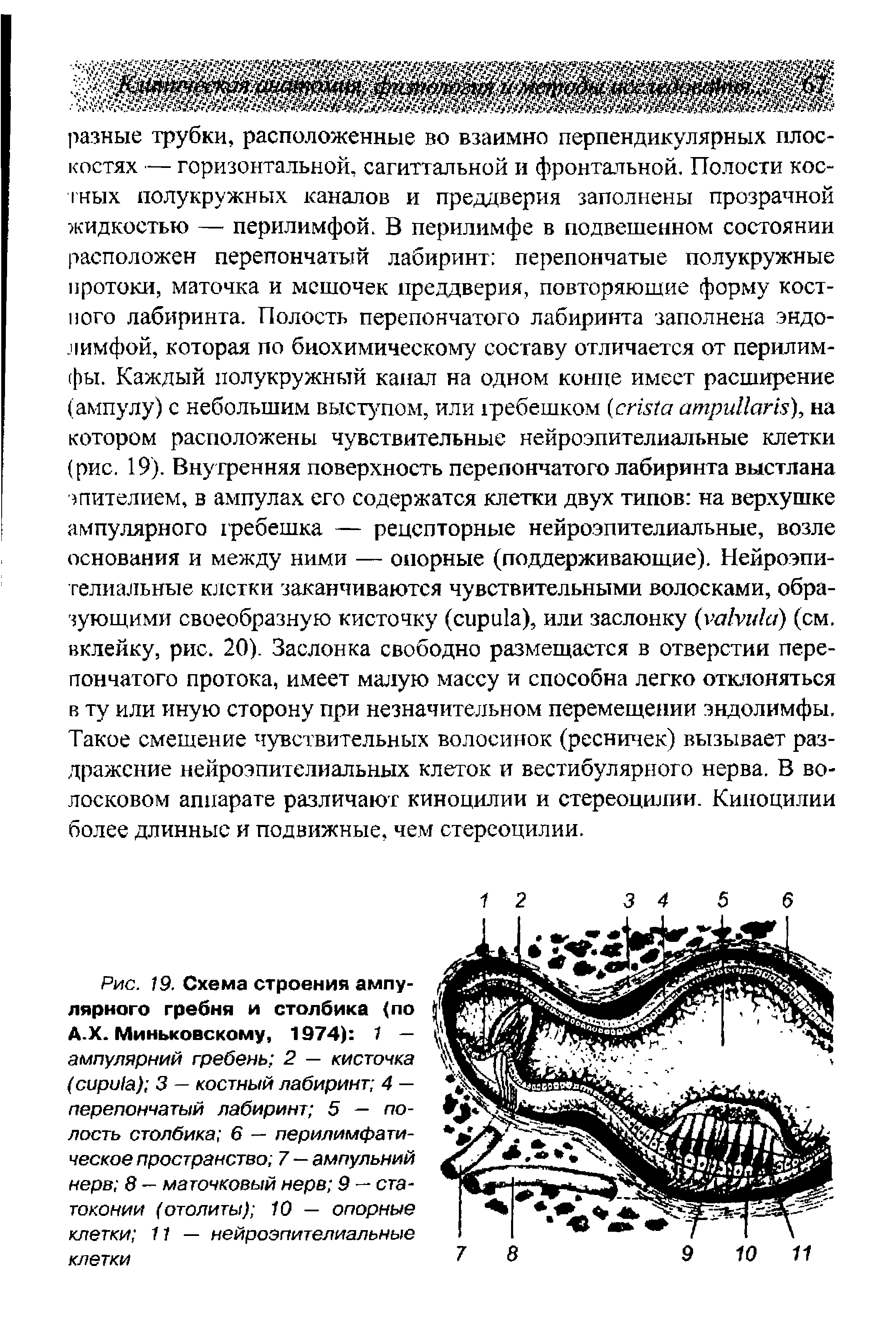 Рис. 19. Схема строения ампулярного гребня и столбика (по А.Х. Миньковскому, 1974) 1 — ампулярний гребень 2 — кисточка ( ) 3 — костный лабиринт 4 — перепончатый лабиринт 5 — полость столбика 6 — перилимфатическое пространство 7 — ампульний нерв 8 — маточковый нерв 9 — ста-токонии (отолиты) 10 — опорные клетки 11 — нейроэпителиальные клетки...