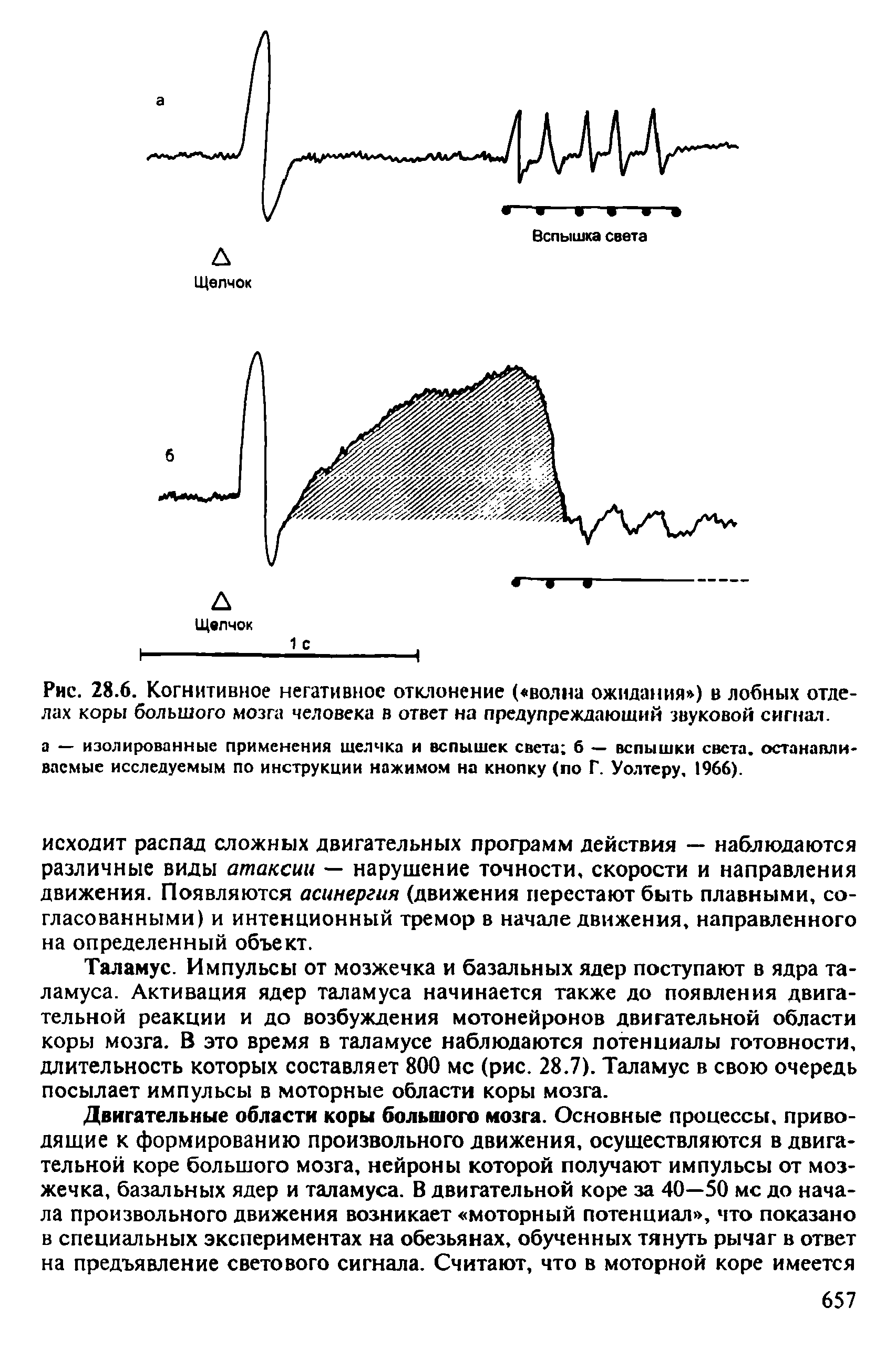 Рис. 28.6. Когнитивное негативное отклонение ( волна ожидания ) в лобных отделах коры большого мозга человека в ответ на предупреждающий звуковой сигнал.