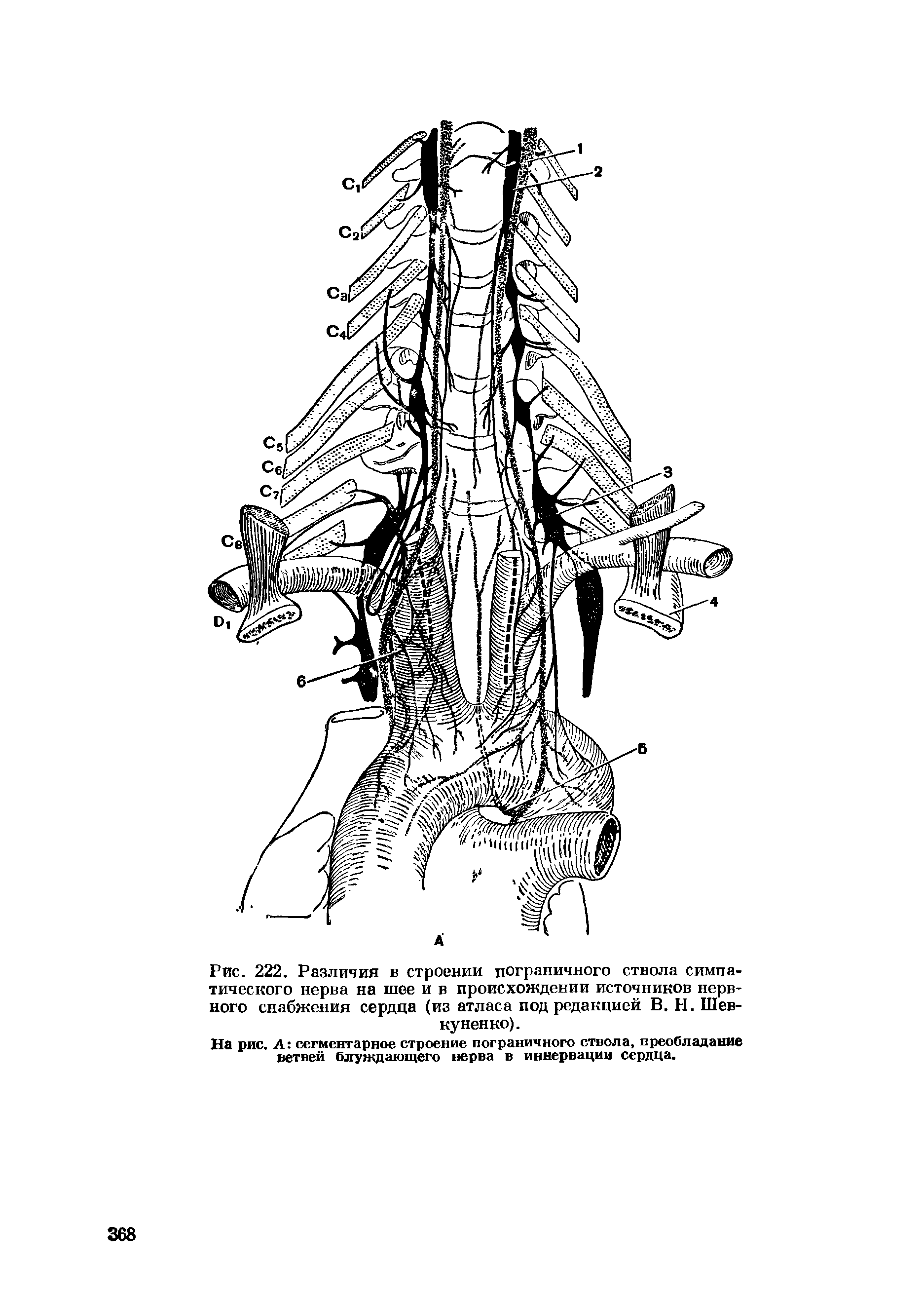 Рис. 222. Различия в строении пограничного ствола симпатического нерва на шее и в происхождении источников нервного снабжения сердца (из атласа под редакцией В. Н. Шев-куненко).