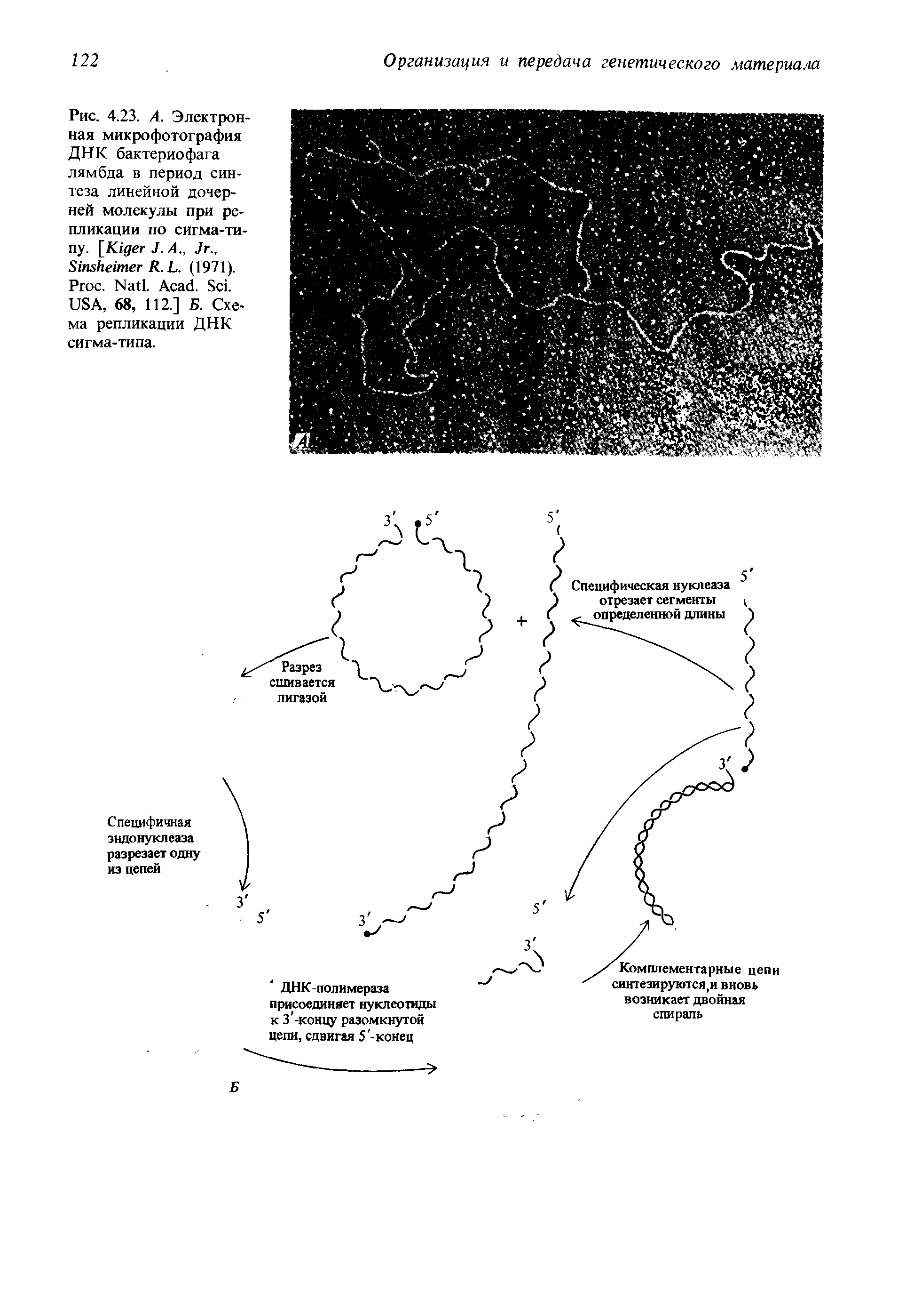 Рис. 4.23. А. Электронная микрофотография ДНК бактериофага лямбда в период синтеза линейной дочерней молекулы при репликации по сигма-типу. [K J.A., J ., S R. L. (1971). P . N . A . S . USA, 68, 112.] Б. Схема репликации ДНК сигма-типа.