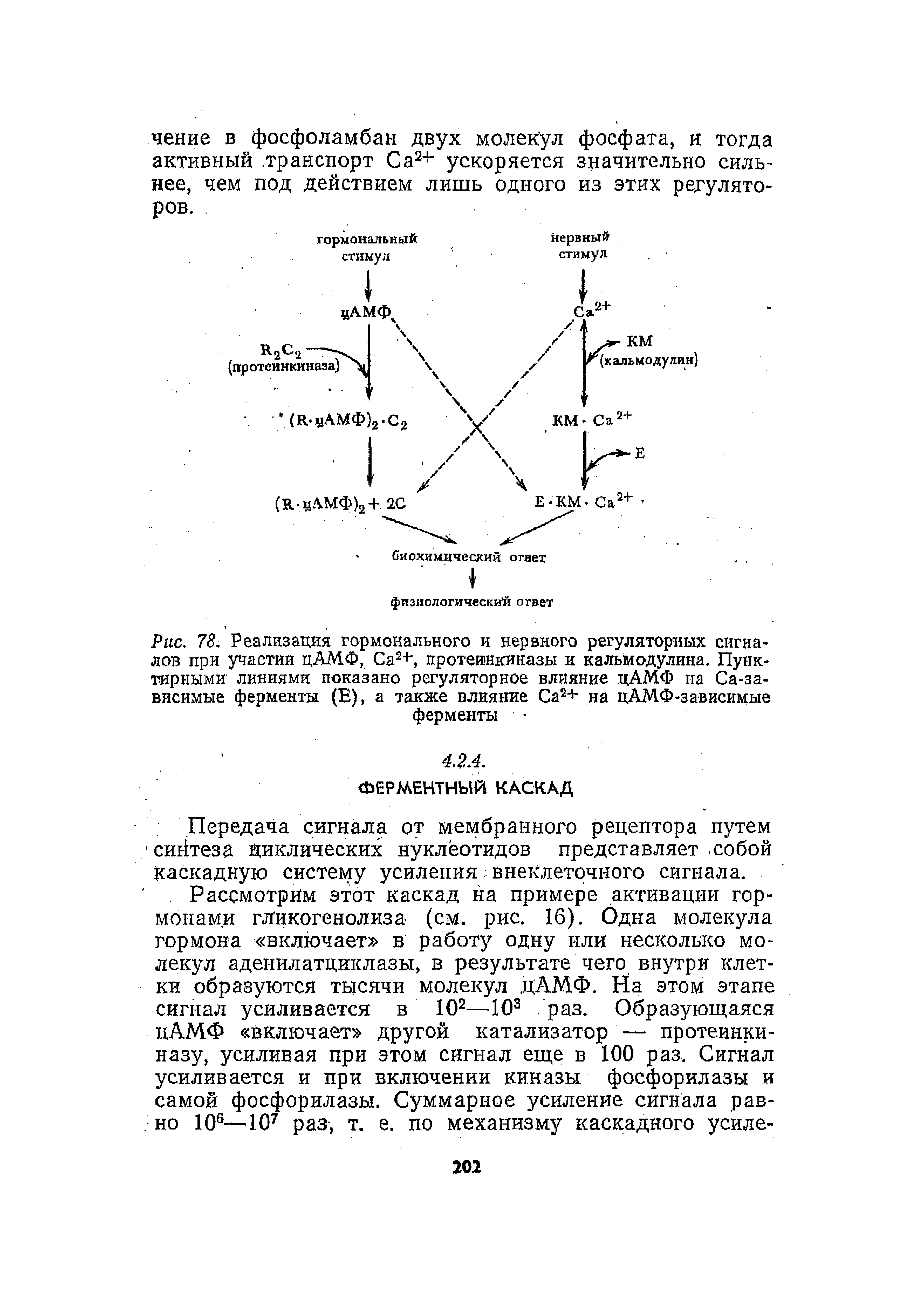 Рис. 78. Реализация гормонального и нервного регуляторных сигналов при участии цАМФ, Са2+, протеинкиназы и кальмодулина. Пунктирными линиями показано регуляторное влияние цАМФ па Са-за-висимые ферменты (Е), а также влияние Са2+ на цАМФ-зависимые ферменты ...