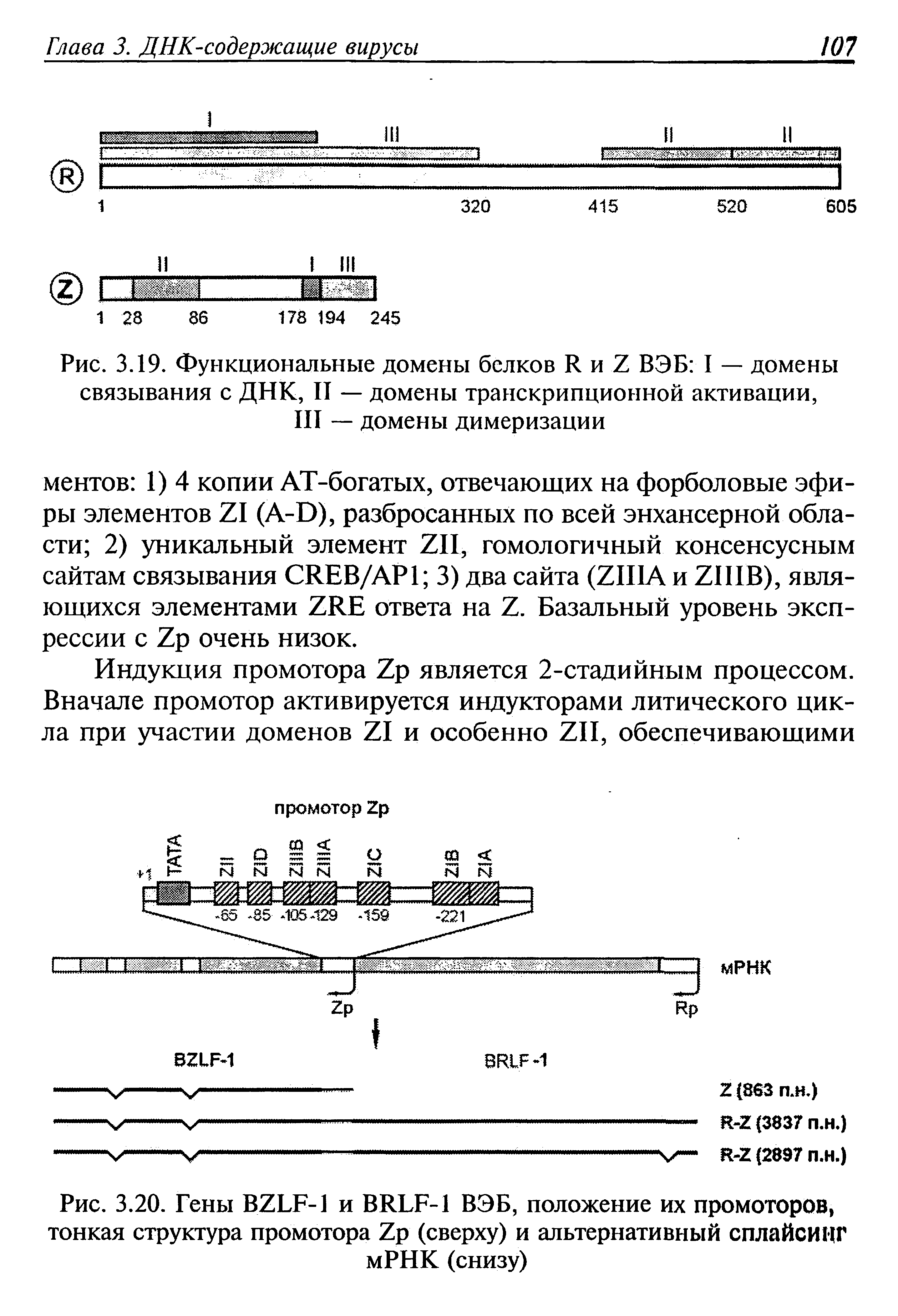 Рис. 3.20. Гены B7LF-1 и BRLF-1 ВЭБ, положение их промоторов тонкая структура промотора 7р (сверху) и альтернативный сплайсинг мРНК (снизу)...