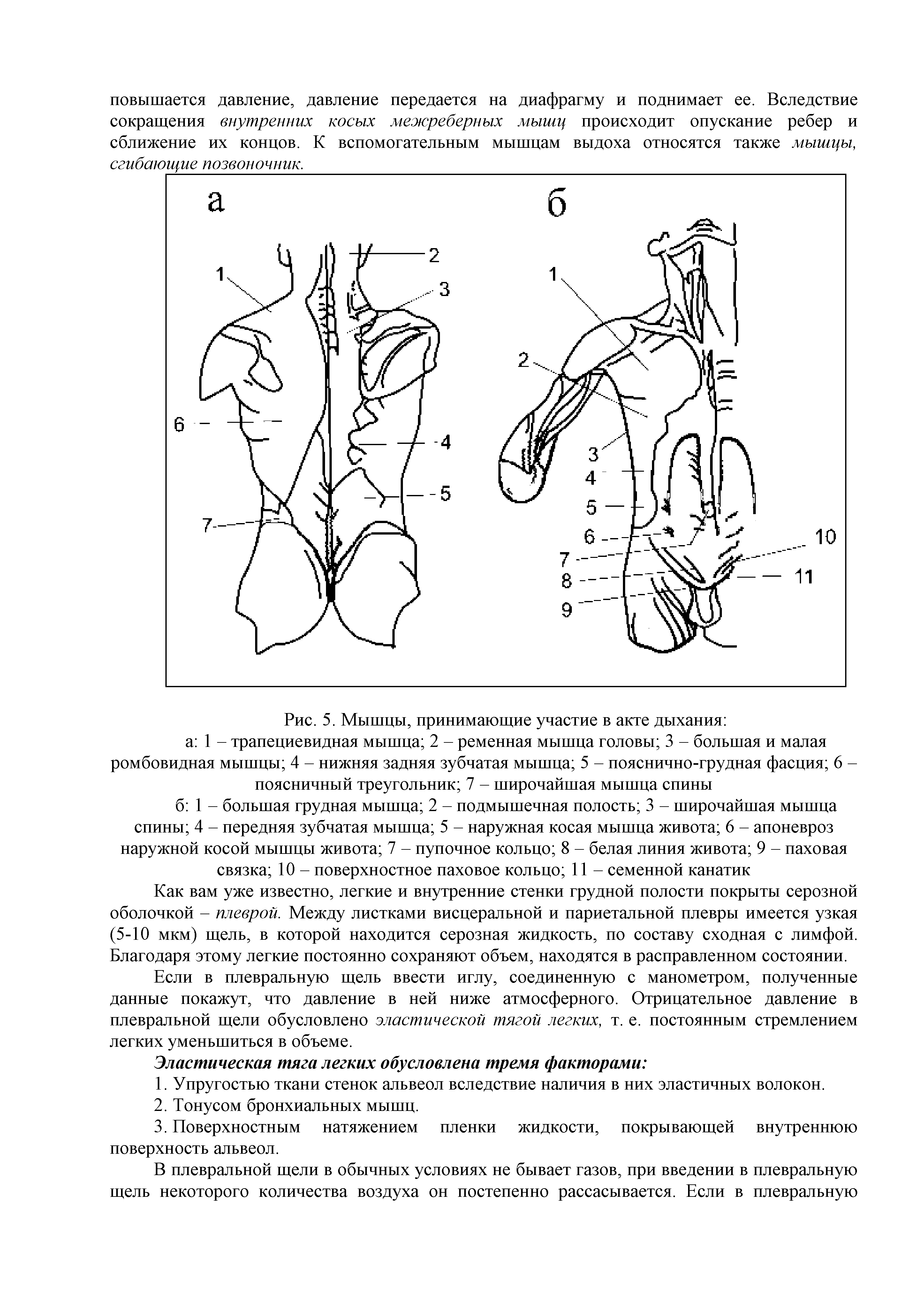 Рис. 5. Мышцы, принимающие участие в акте дыхания а 1 - трапециевидная мышца 2 - ременная мышца головы 3 - большая и малая ромбовидная мышцы 4 - нижняя задняя зубчатая мышца 5 - пояснично-грудная фасция 6 -поясничный треугольник 7 - широчайшая мышца спины...