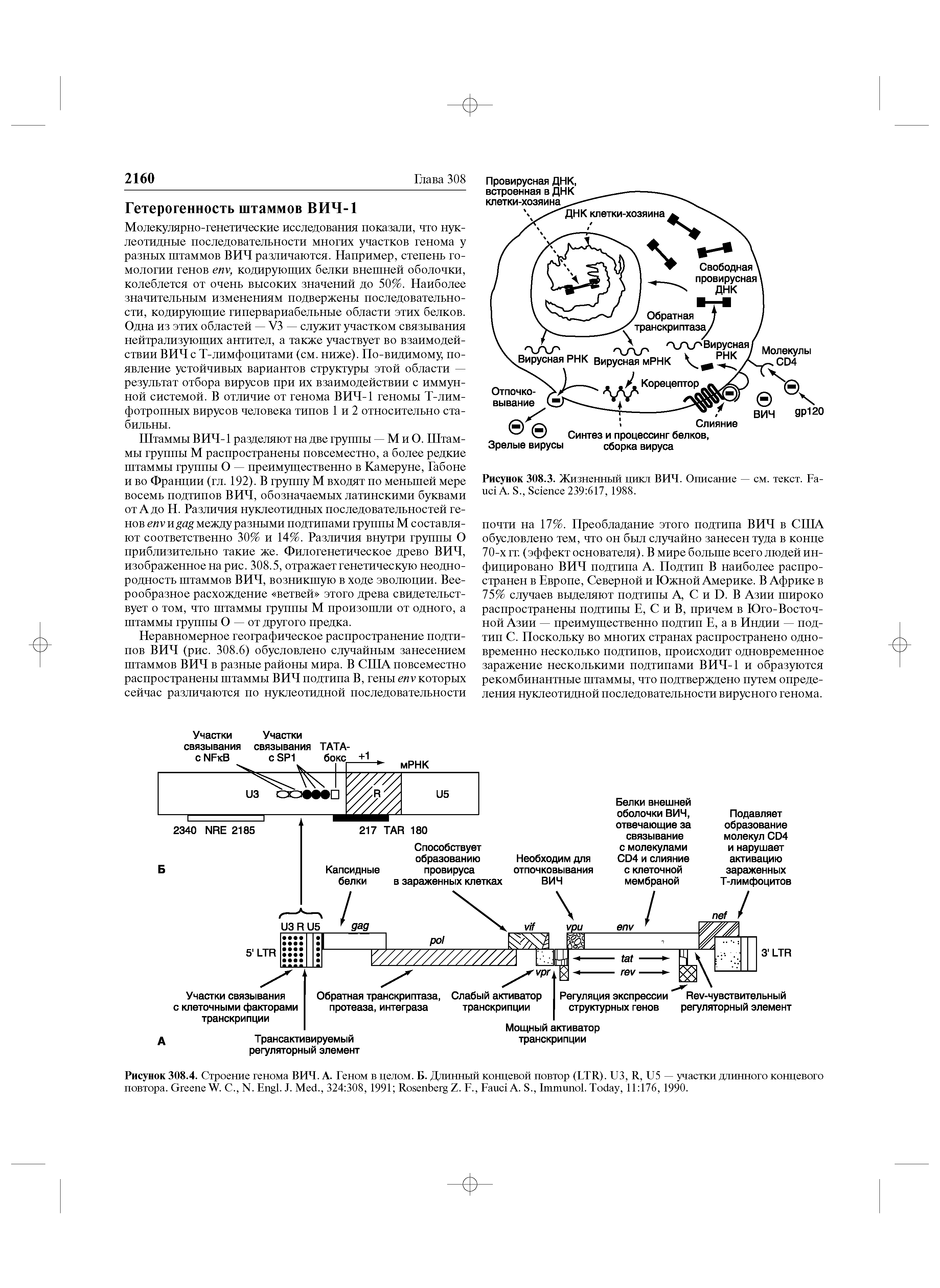 Рисунок 308.3. Жизненный цикл ВИЧ. Описание — см. текст. F А. S., S 239 617, 1988.