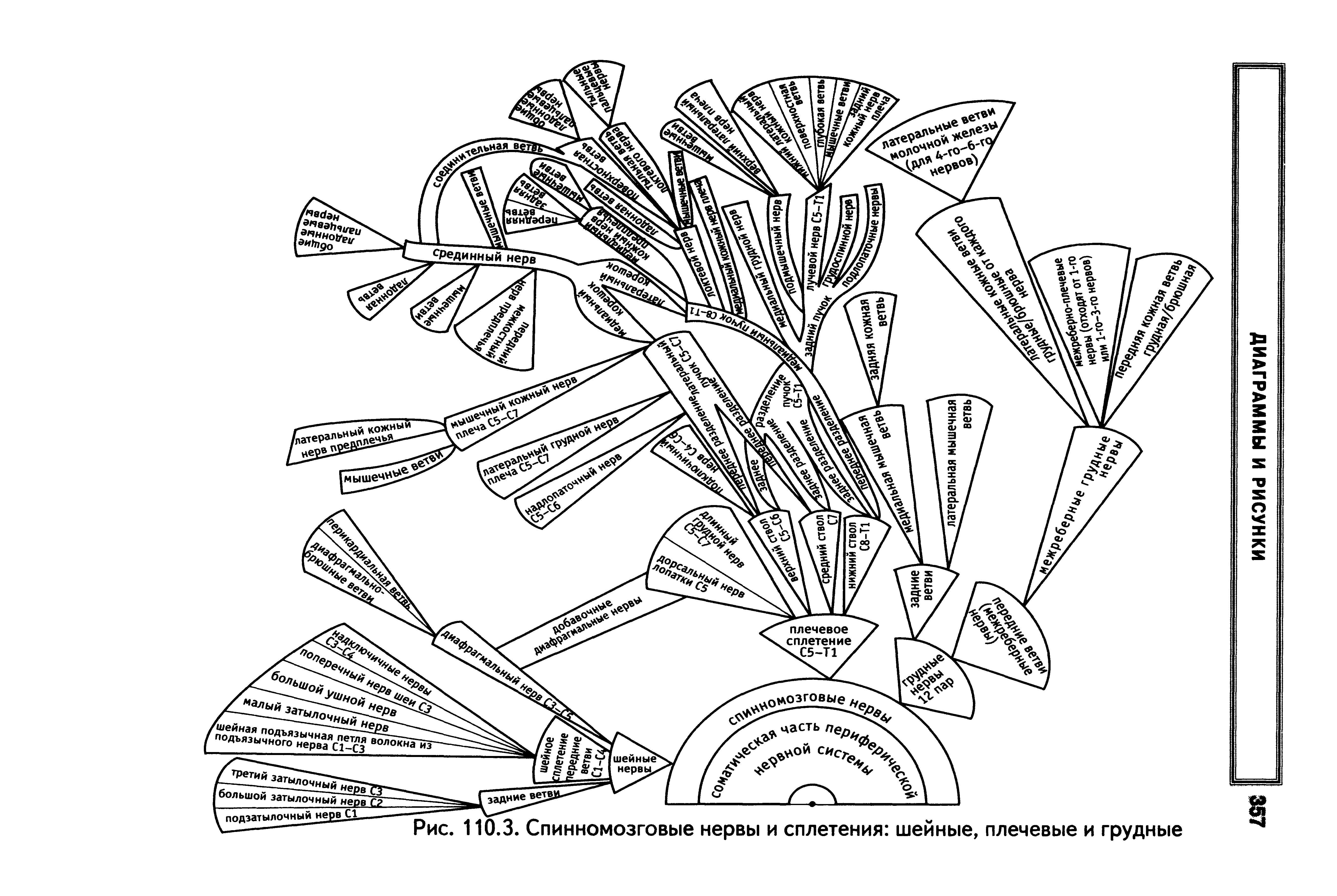 Рис. 110.3. Спинномозговые нервы и сплетения шейные, плечевые и грудные...