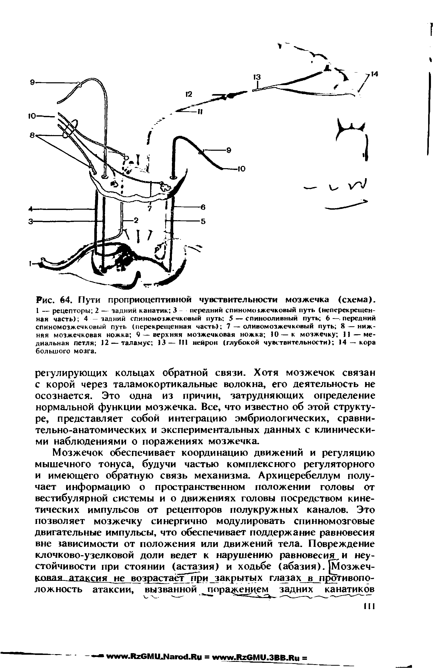 Рис. 64. Пути проприоцептивной чувствительности мозжечка (схема). 1 — рецепторы 2 — задний канатик 3 - передний спиномозжечковый путь (неперекрещен-ная часть) 4 — задний спиномозжечковый путь 5 — спинооливный путь 6—.передний спиномозжечковый путь (перекрещенная часть) 7 — оливомозжечковый путь 8 — нижняя мозжечковая ножка 9 — верхняя мозжечковая ножка 10—к мозжечку ]]—медиальная петля 12 —таламус 13—111 нейрон (глубокой чувствительности) 14 — кора большого мозга.