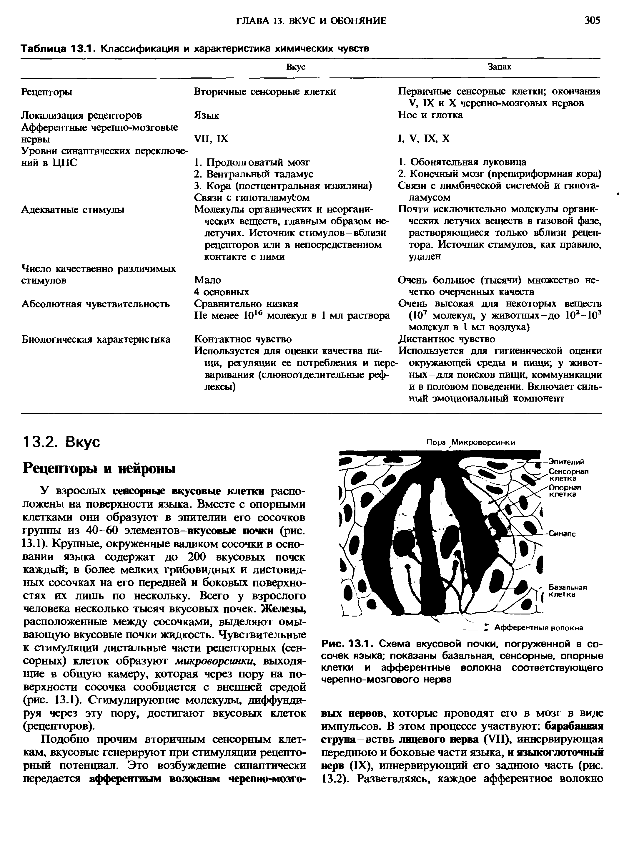 Рис. 13.1. Схема вкусовой почки, погруженной в сосочек языка показаны базальная, сенсорные, опорные клетки и афферентные волокна соответствующего черепно-мозгового нерва...