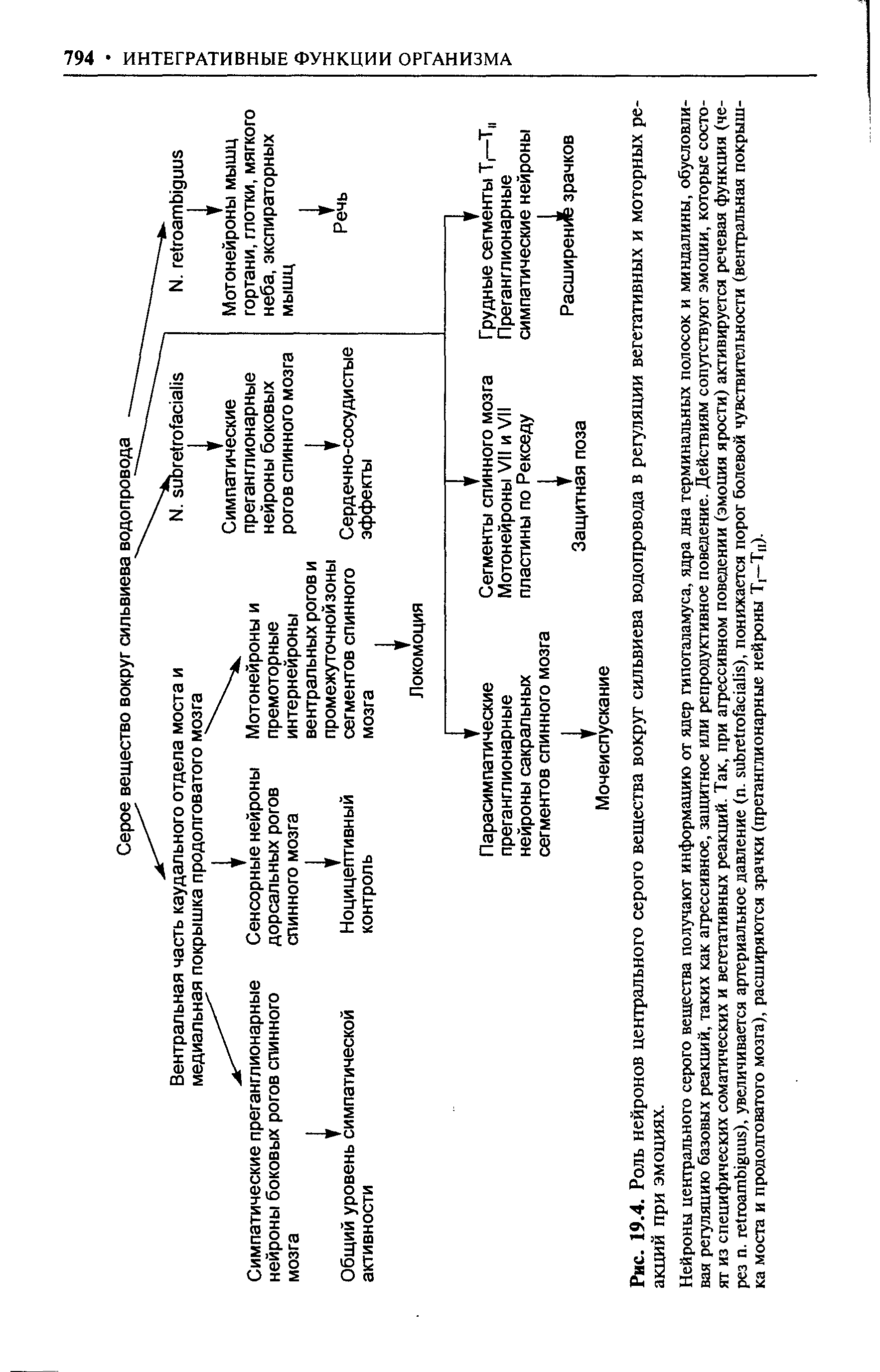 Рис. 19.4. Роль нейронов центрального серого вещества вокруг сильвиева водопровода в регуляции вегетативных и моторных реакций при эмоциях.