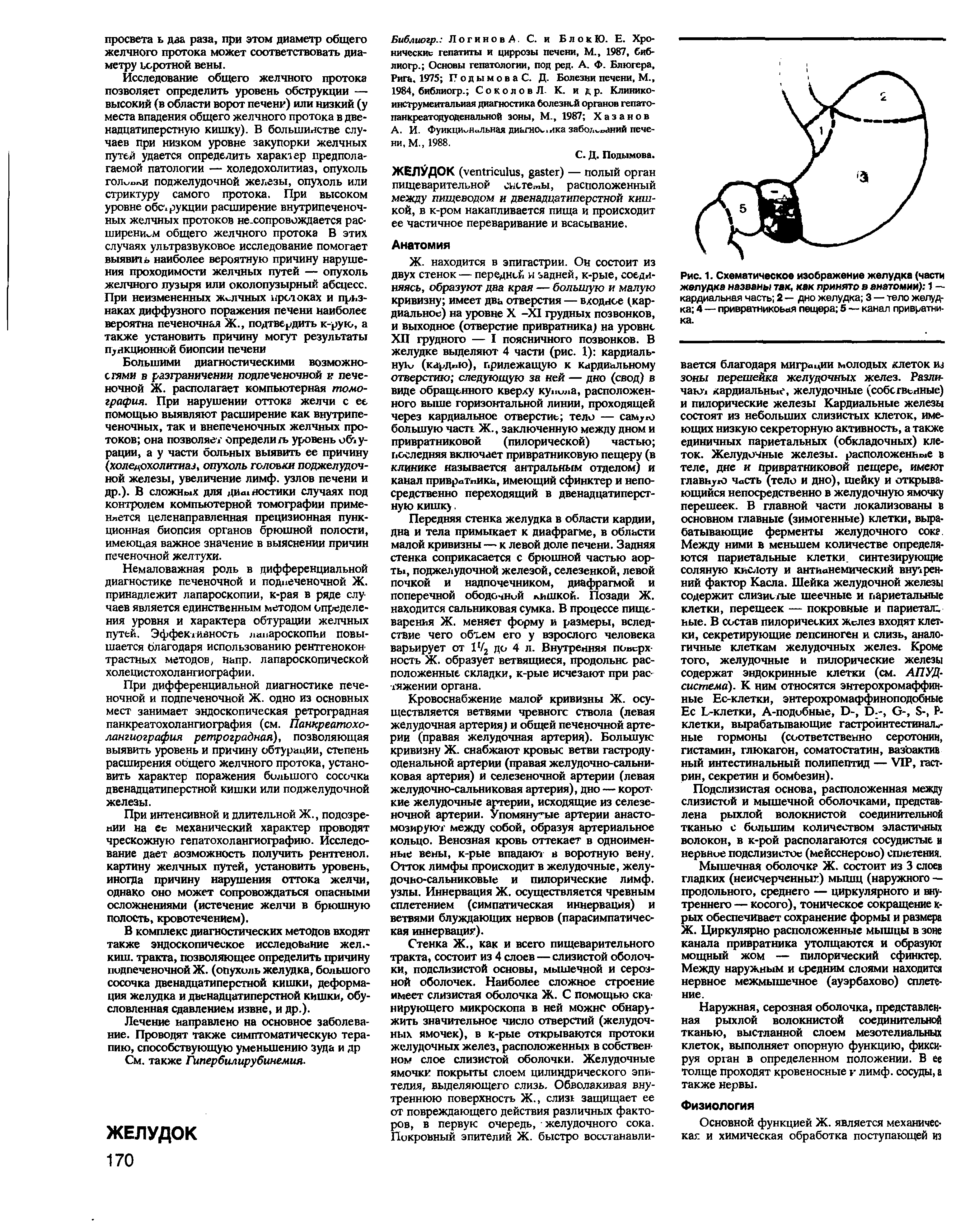 Рис. 1. Схематическое изображение желудка (части желудка названы так, как принято в анатомии) 1 — кардиальная часть 2 — дно желудка 3 — тело желудка 4 — привратникоьая пещера 5 — канал привратника.