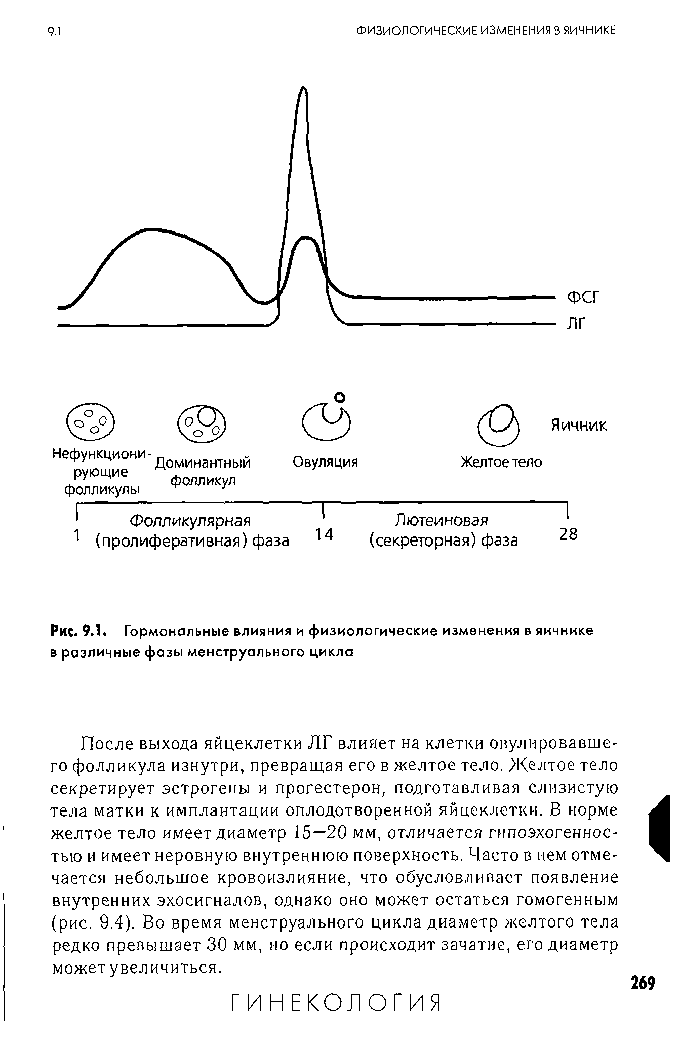 Рис. 9.1. Гормональные влияния и физиологические изменения в яичнике в различные фазы менструального цикла...