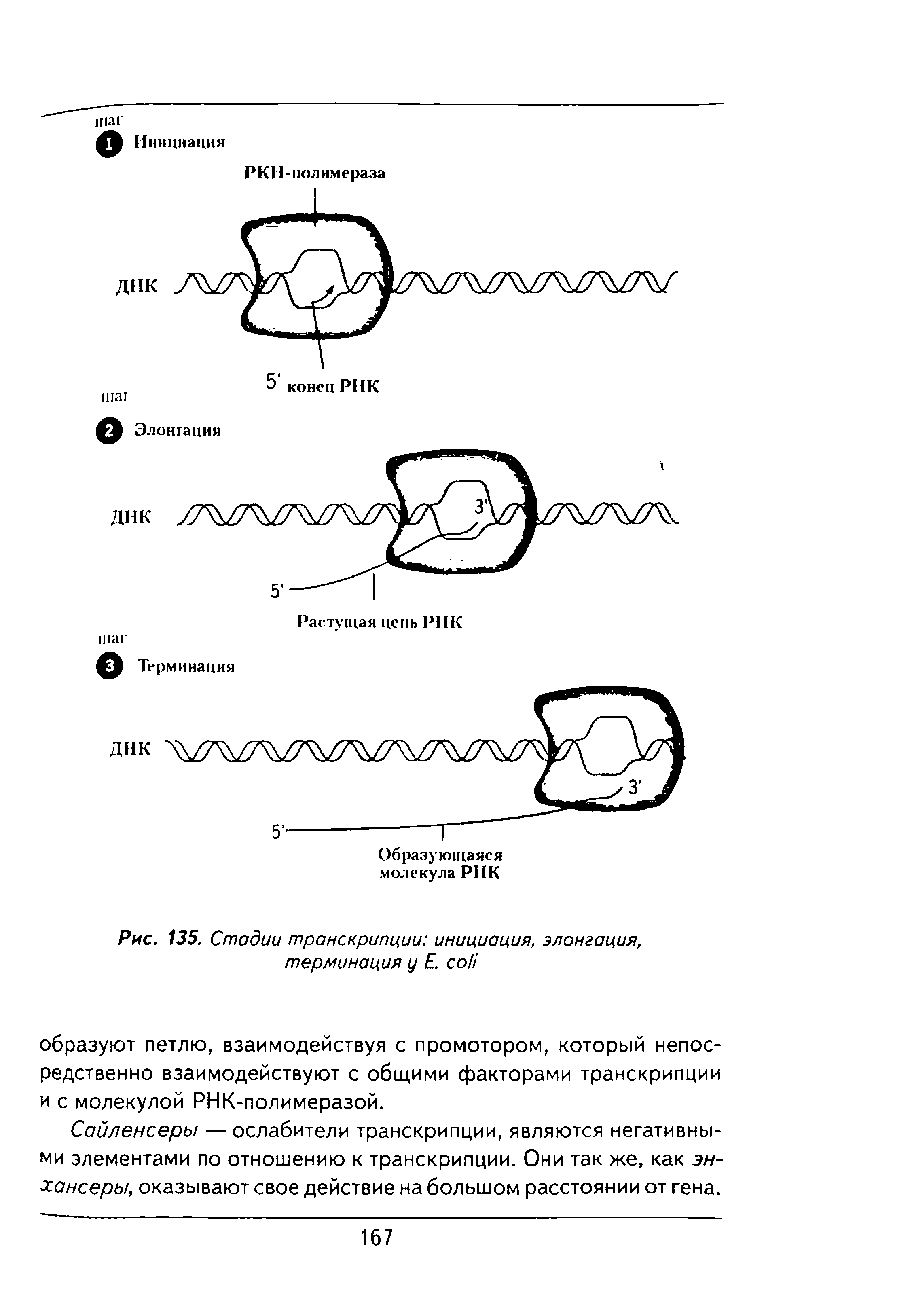 Рис. 135. Стадии транскрипции инициация, элонгация, терминация у Е. ...