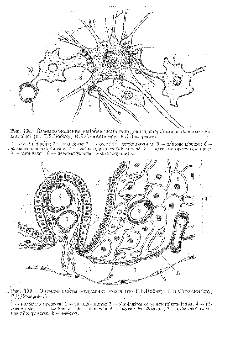 Рис. 139. Эпенднмониты желудочка мозга U Г.Р.Нобаку, Г.Л.СтромйШ еру, - полость желудочка 2 - эпеняимоцнта 3 — капиМяры сосудистого сплетения 4 CT...