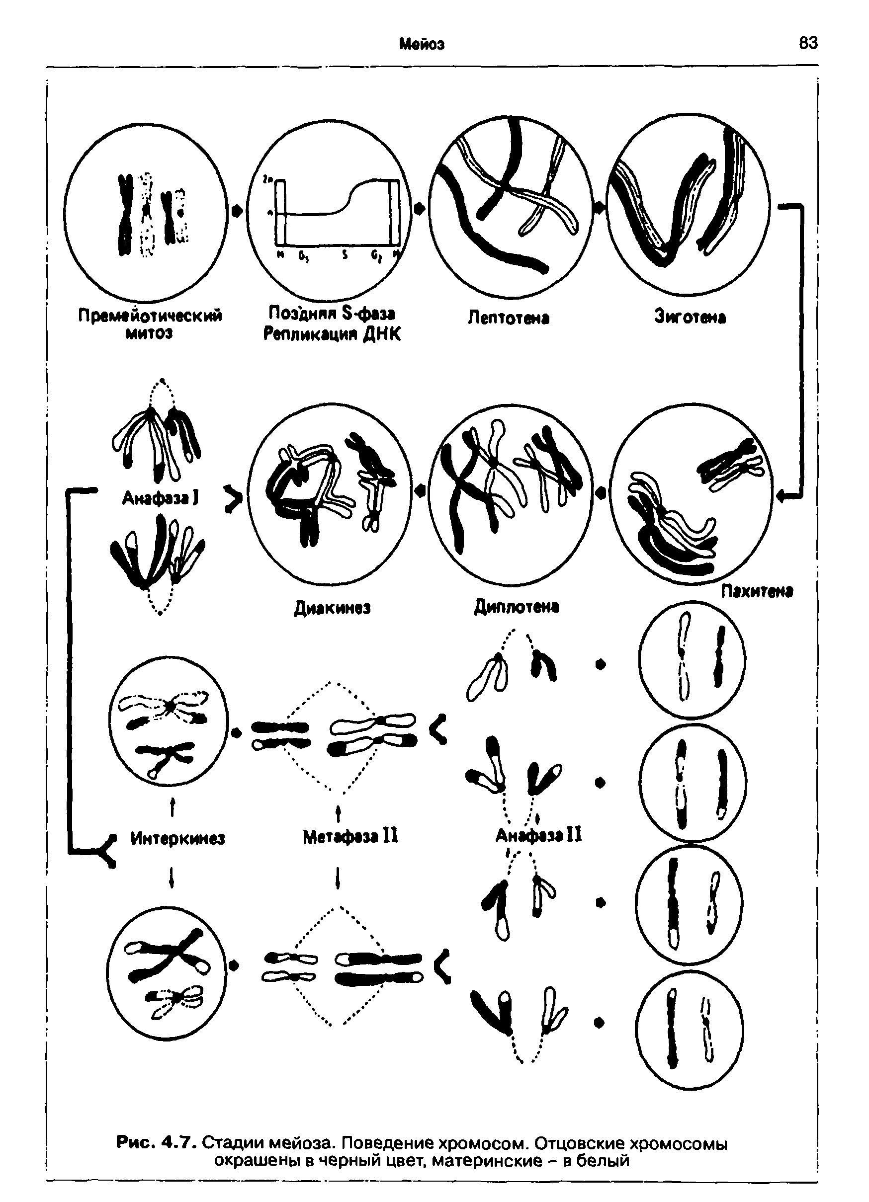 Рис. 4.7. Стадии мейоза. Поведение хромосом. Отцовские хромосомы окрашены в черный цвет, материнские - в белый...