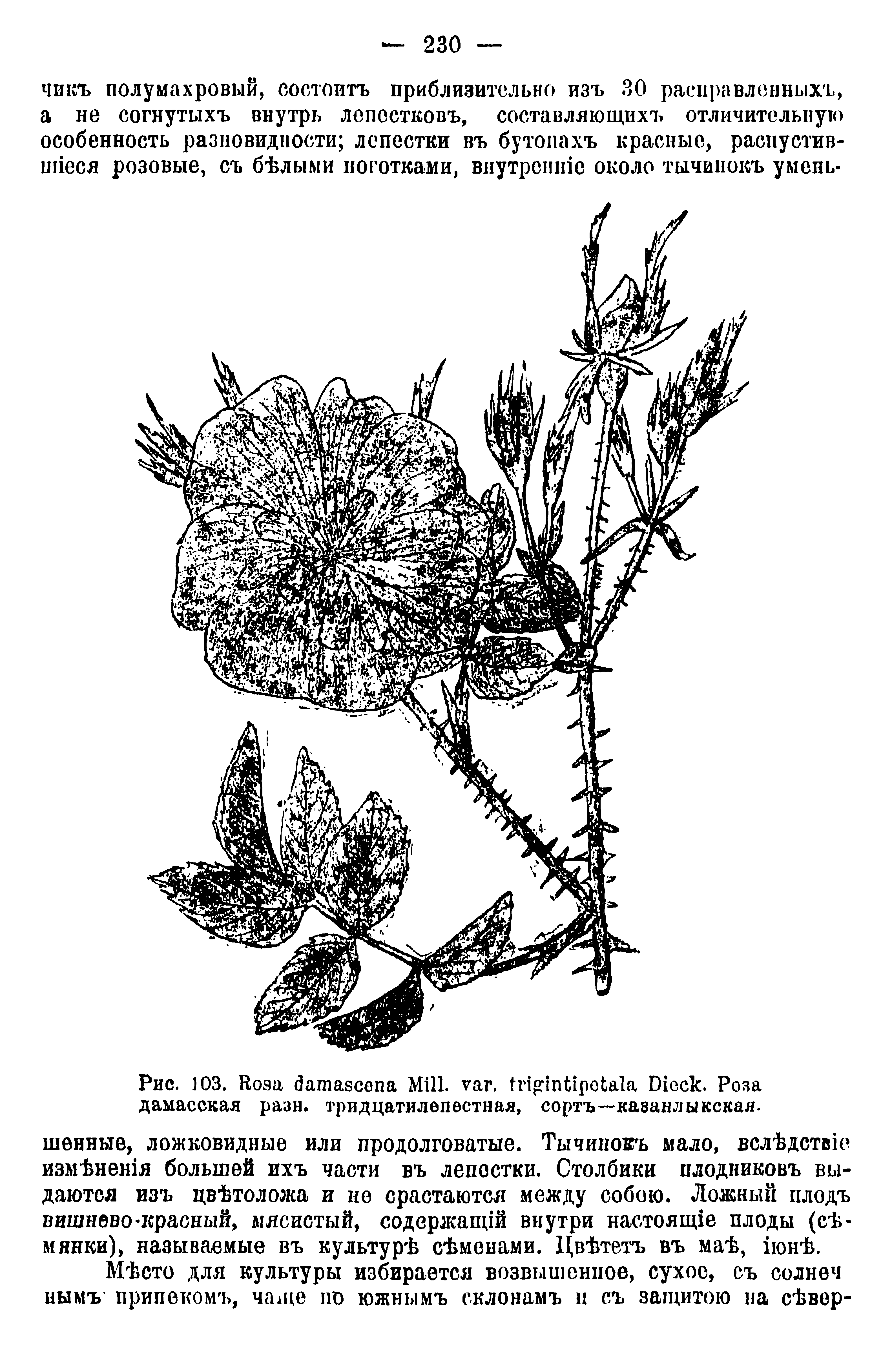 Рис. 103. R M . . D . Роза дамасская рази, тридцатилепестная, сортъ—каванлыкская.